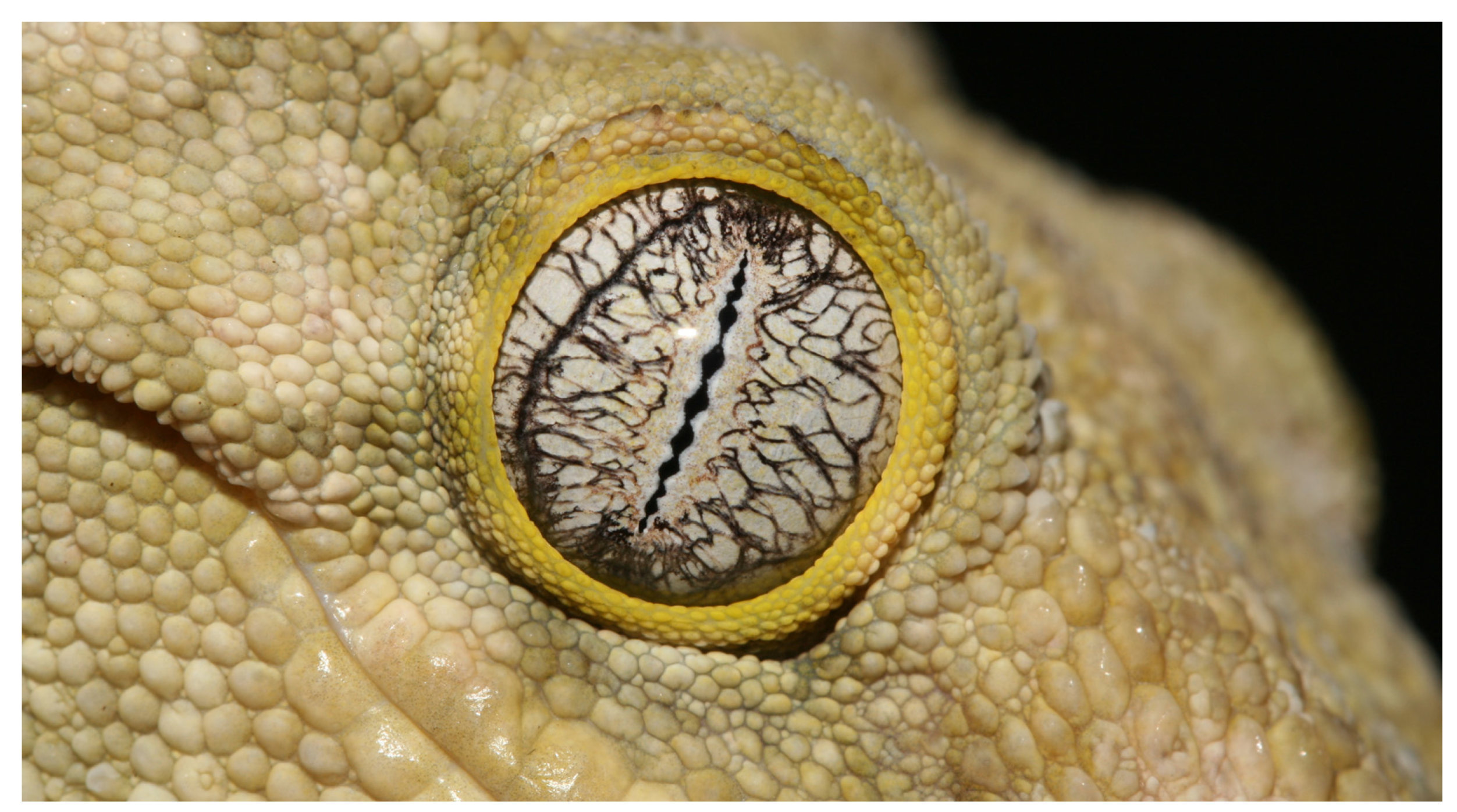 Animals 13 01108 g004