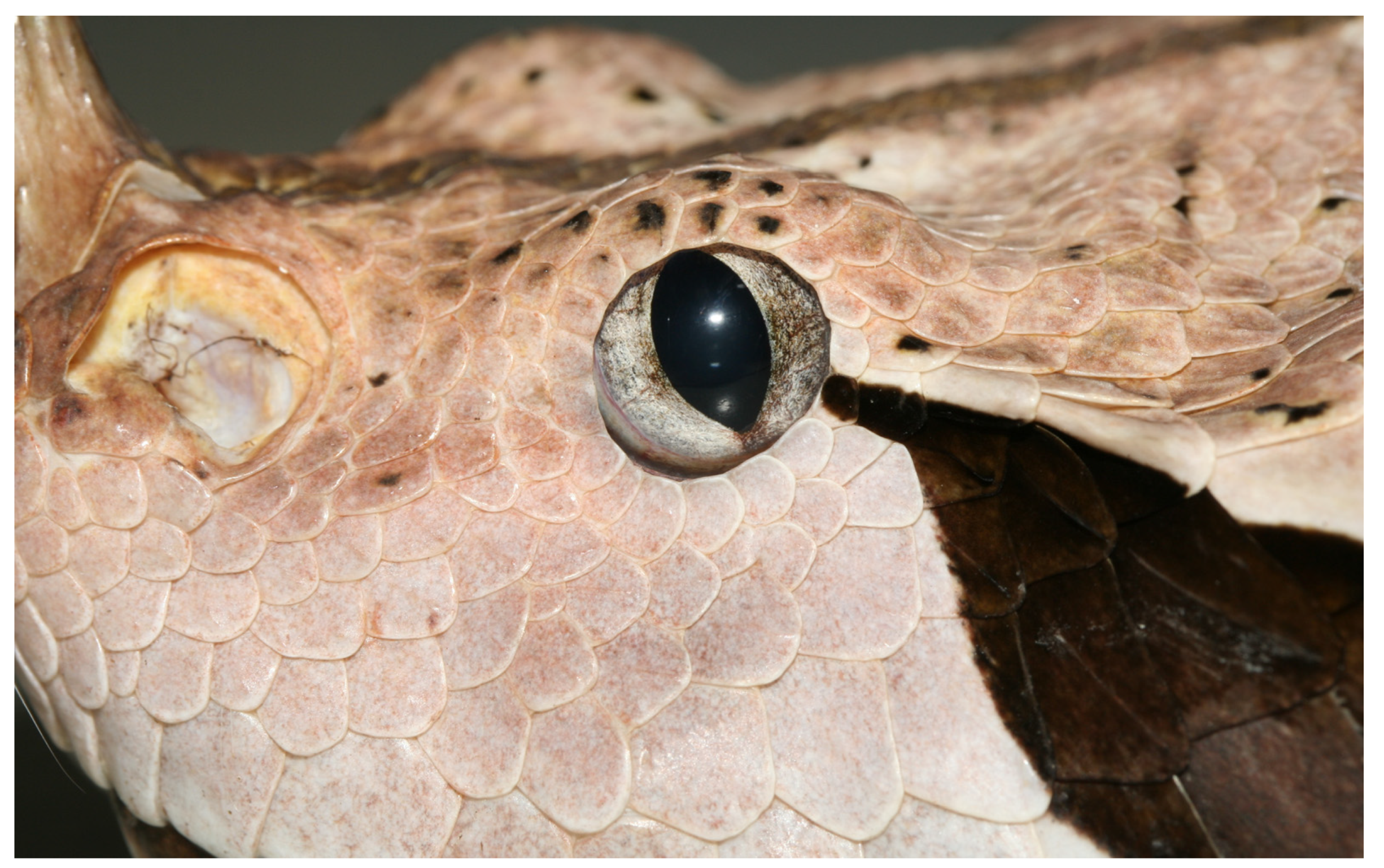 Animals 13 01108 g005