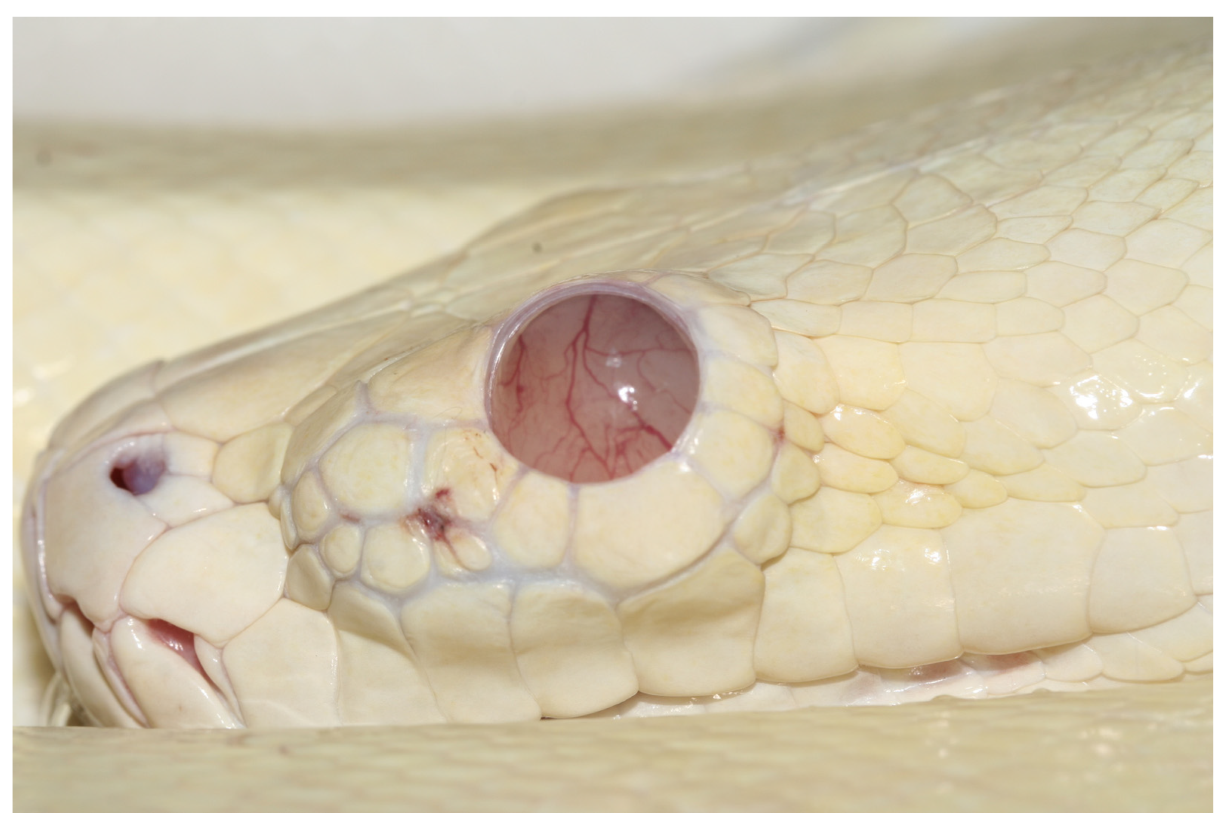 Animals 13 01108 g007