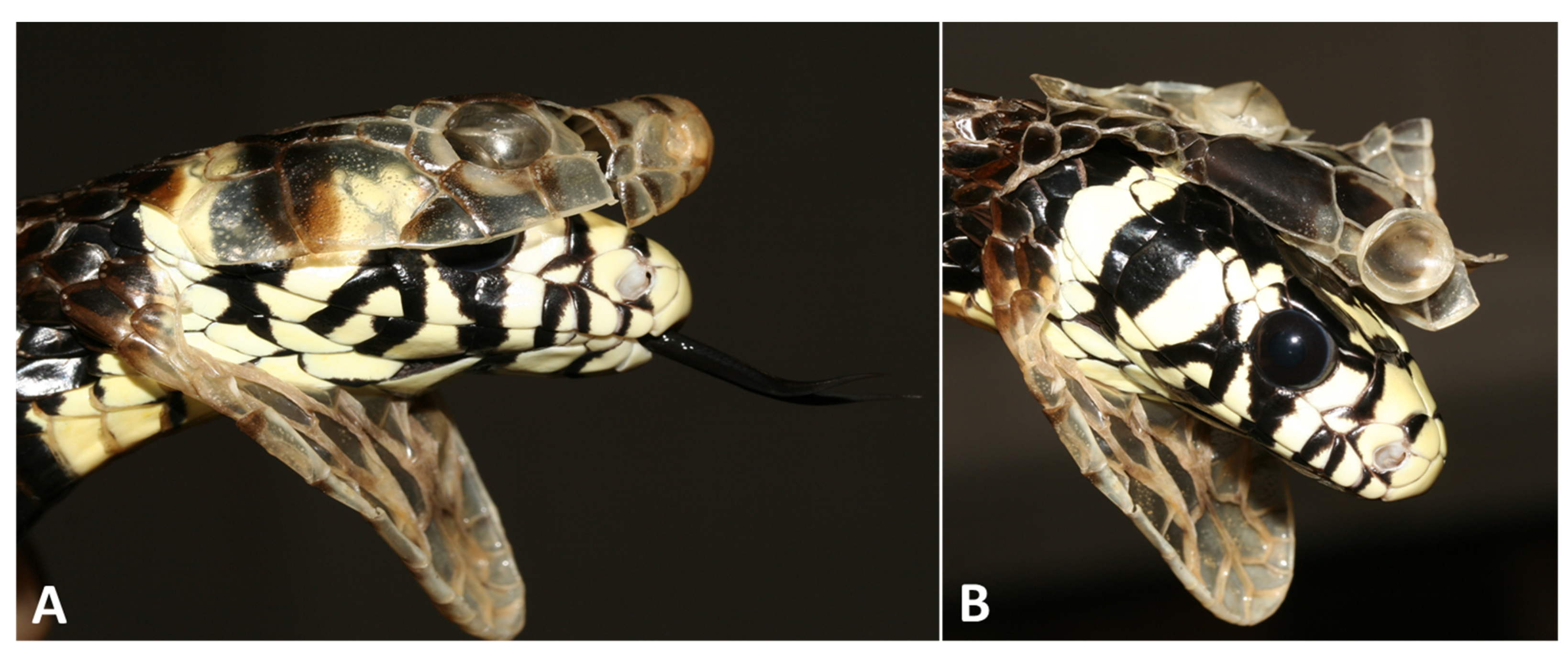 Animals 13 01108 g008