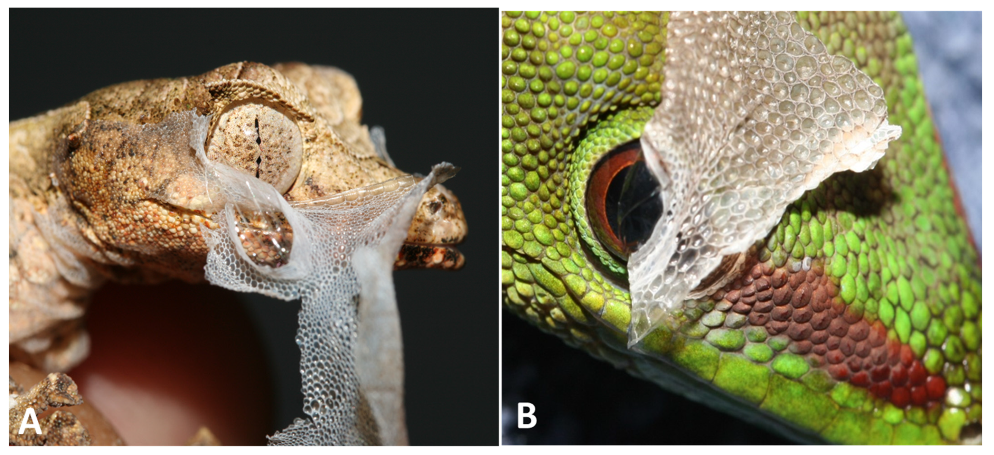 Animals 13 01108 g009