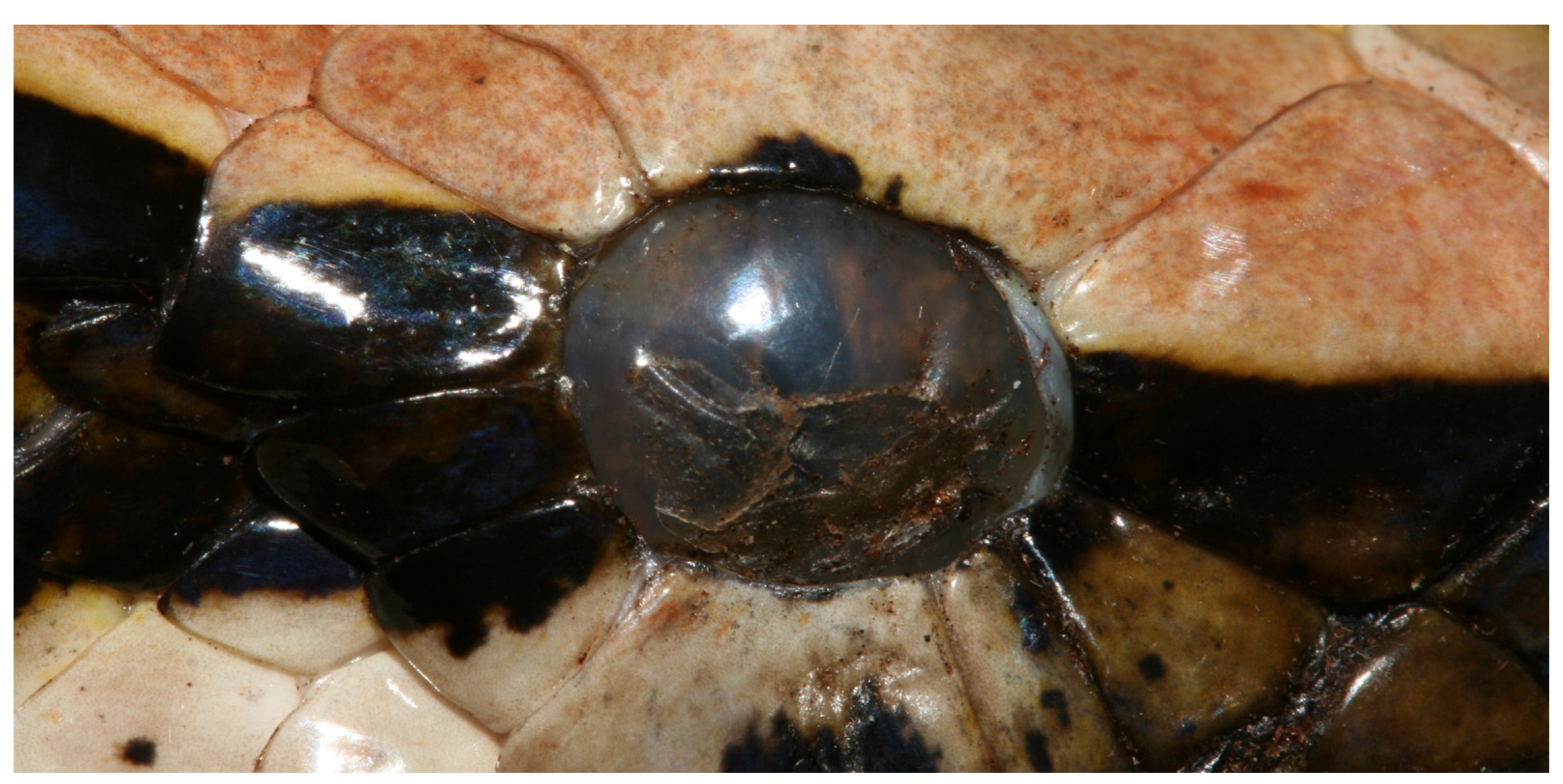 Animals 13 01108 g010