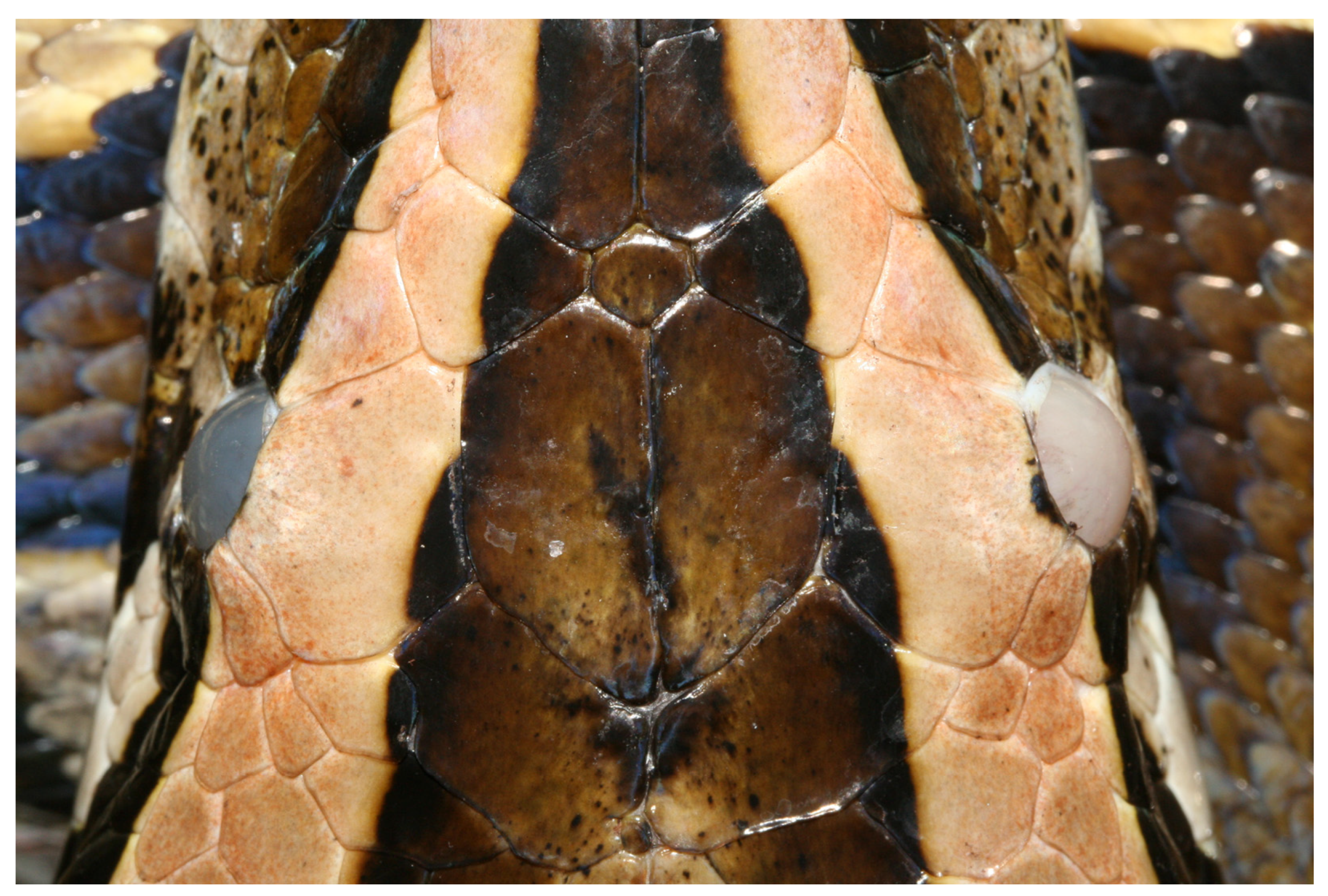 Animals 13 01108 g011