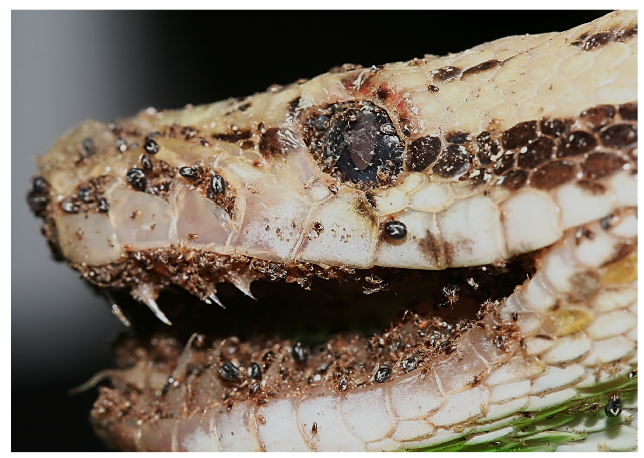 Animals 13 01108 g012