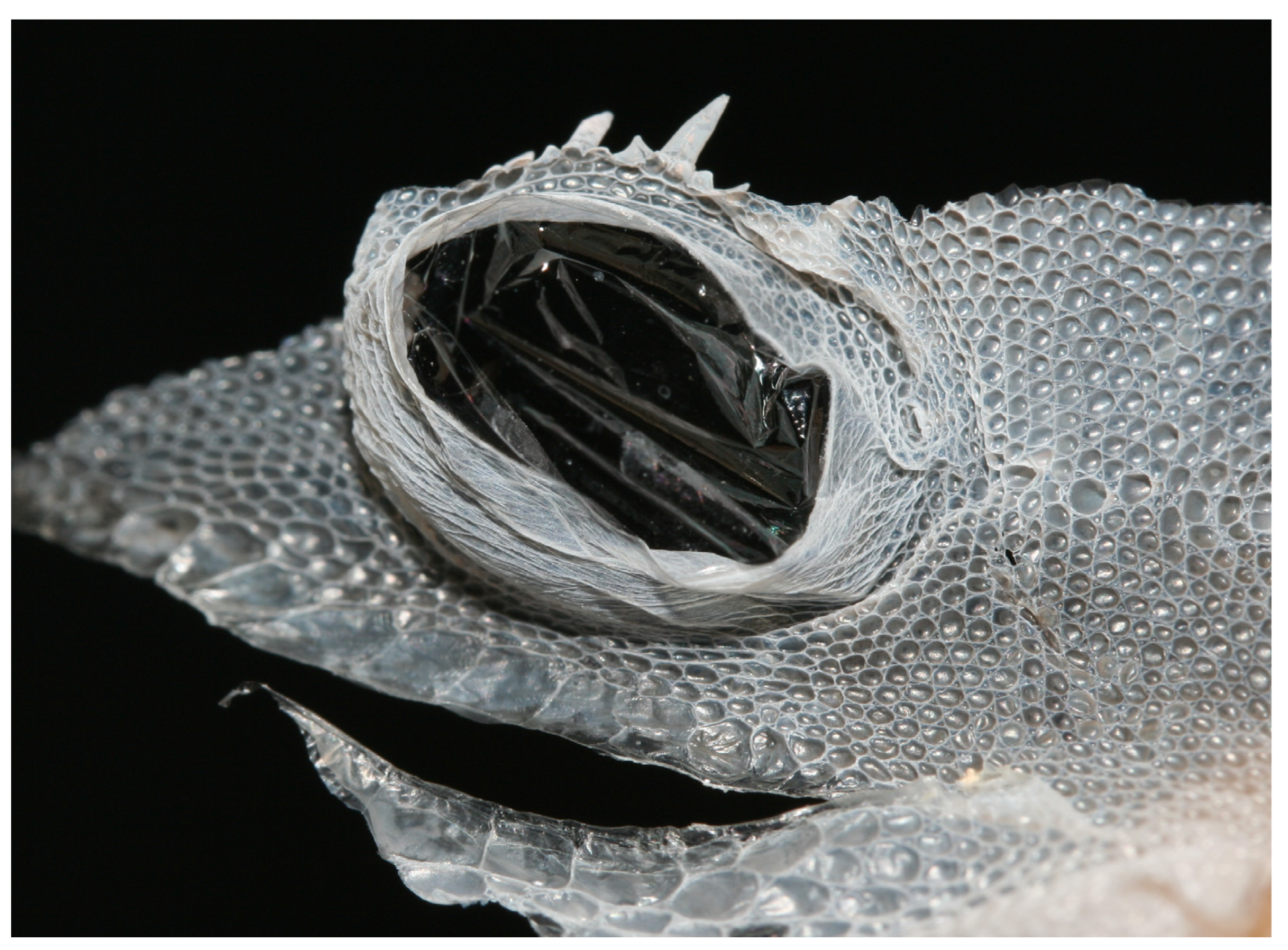 Animals 13 01108 g013