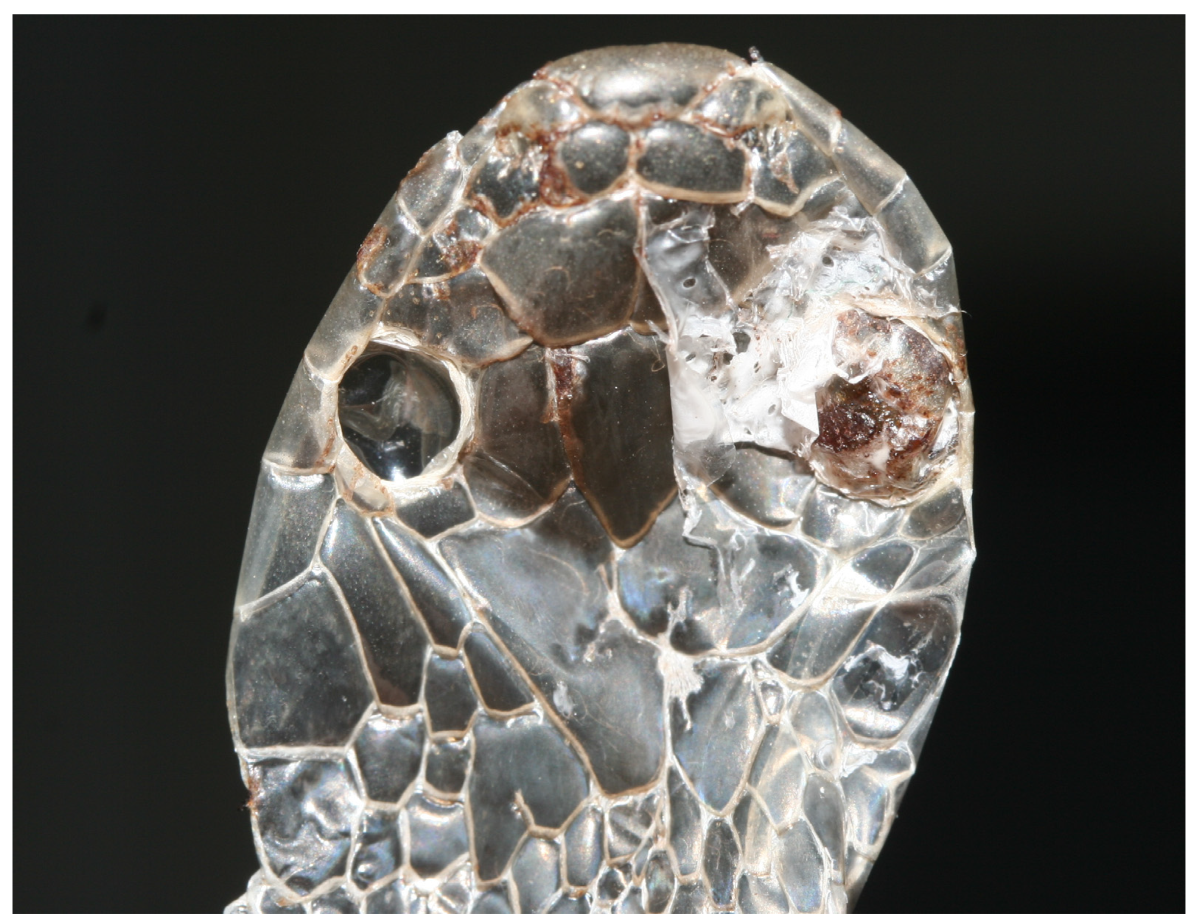 Animals 13 01108 g014