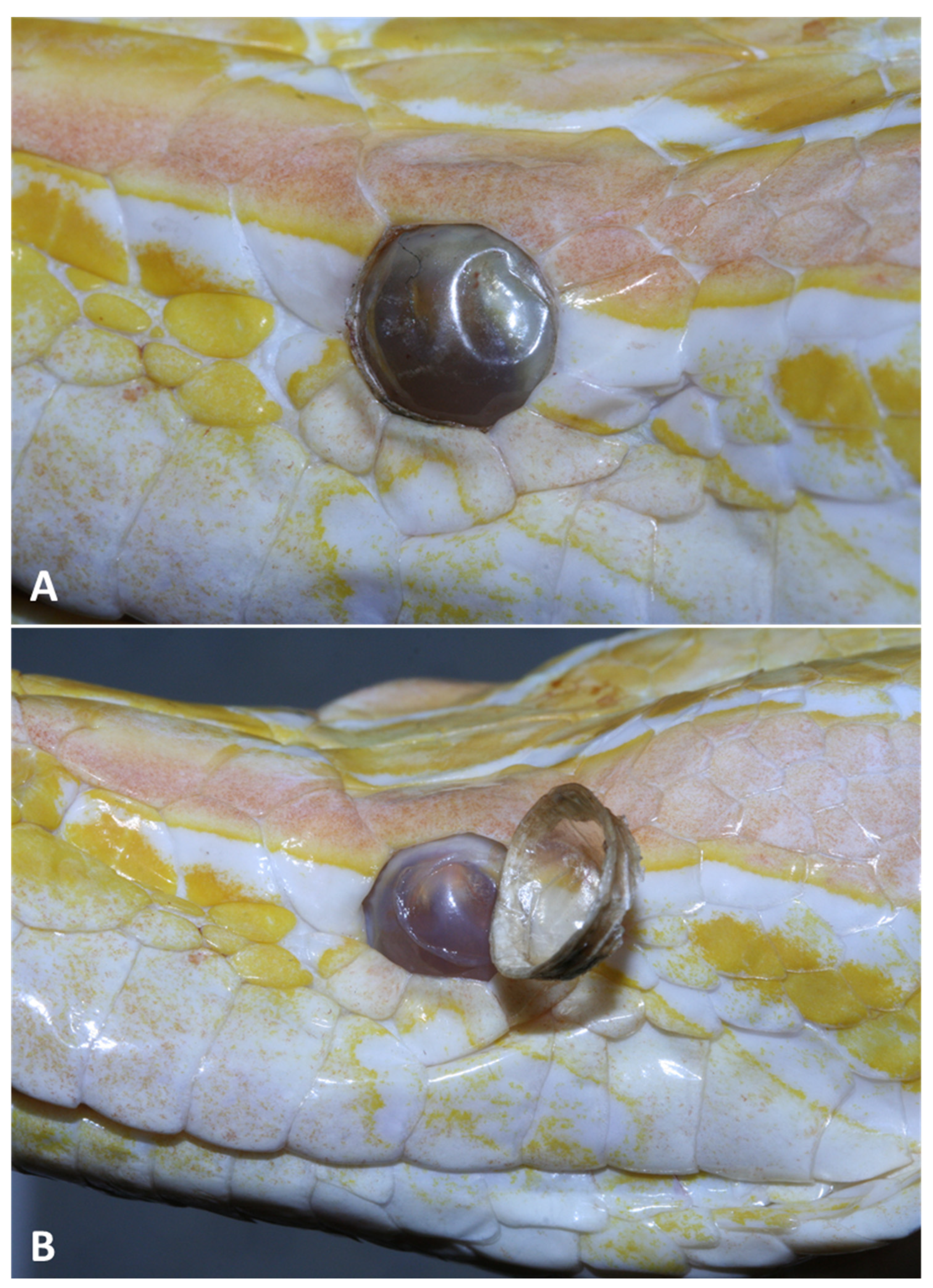 Animals 13 01108 g015