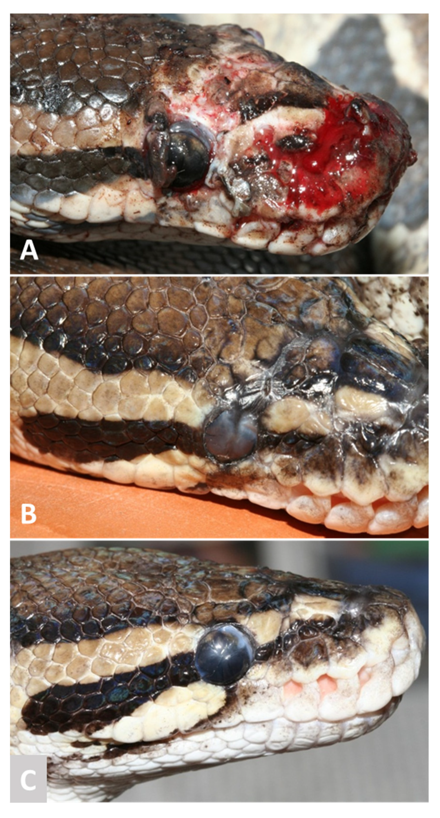 Animals 13 01108 g016