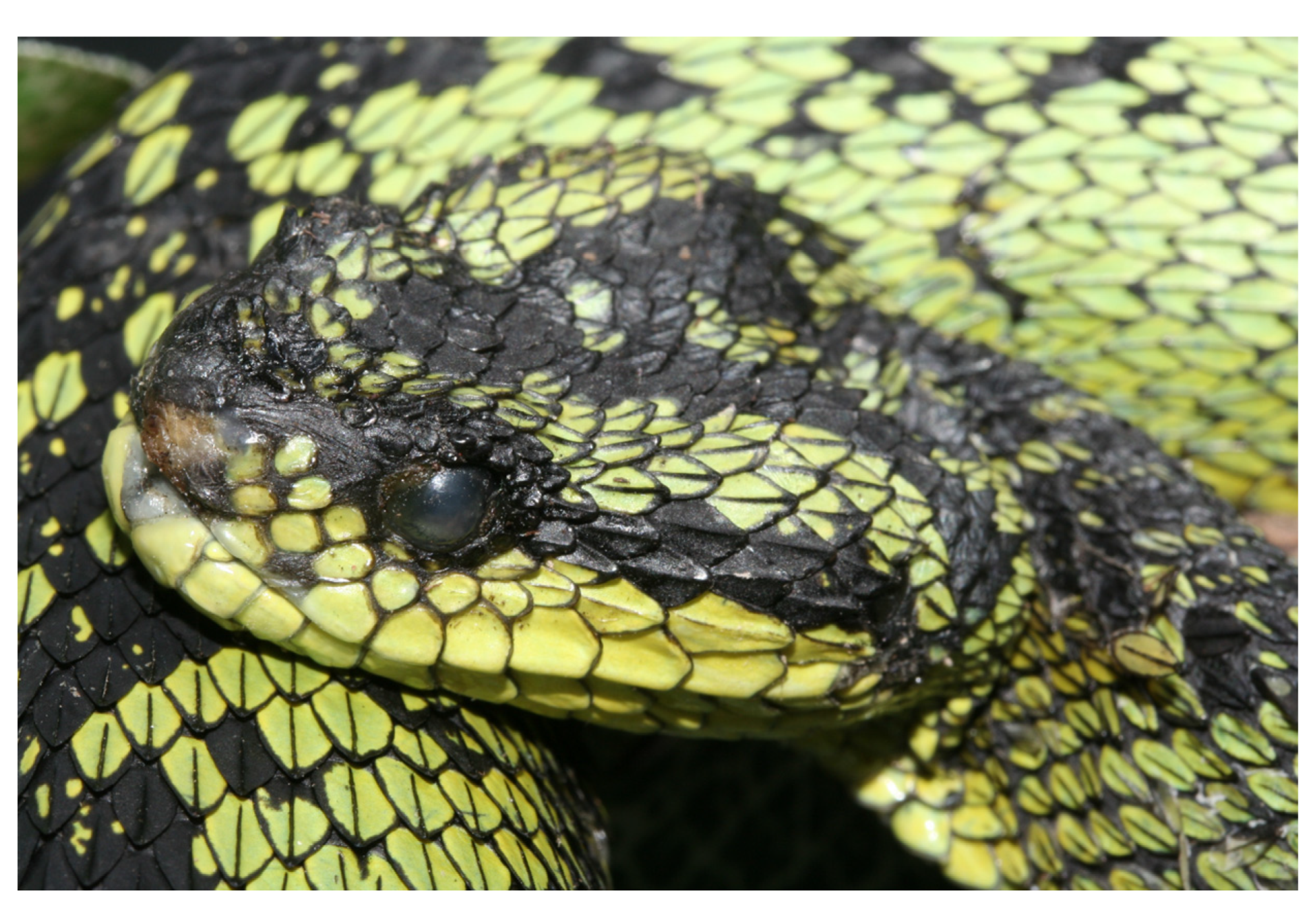 Animals 13 01108 g018