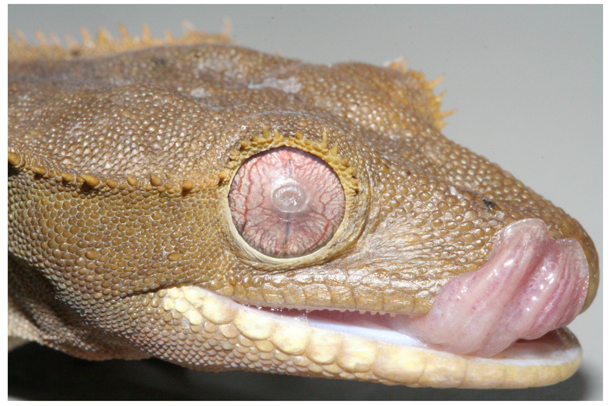 Animals 13 01108 g019