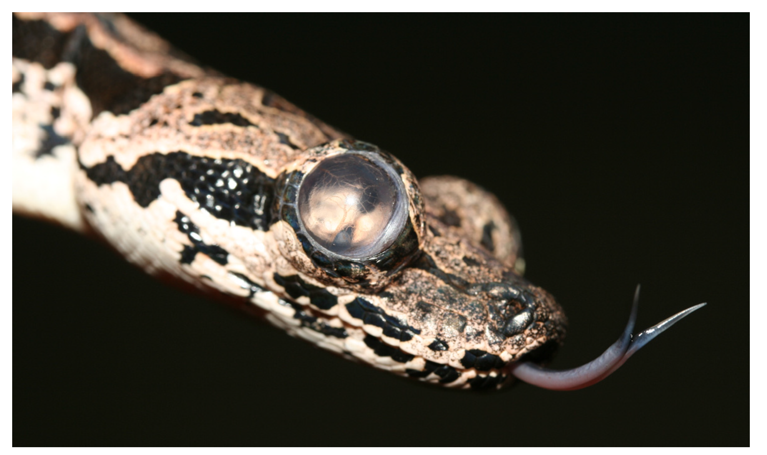 Animals 13 01108 g020