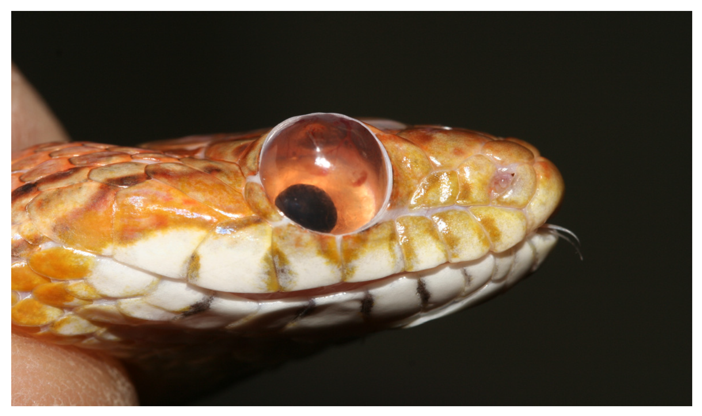 Animals 13 01108 g021