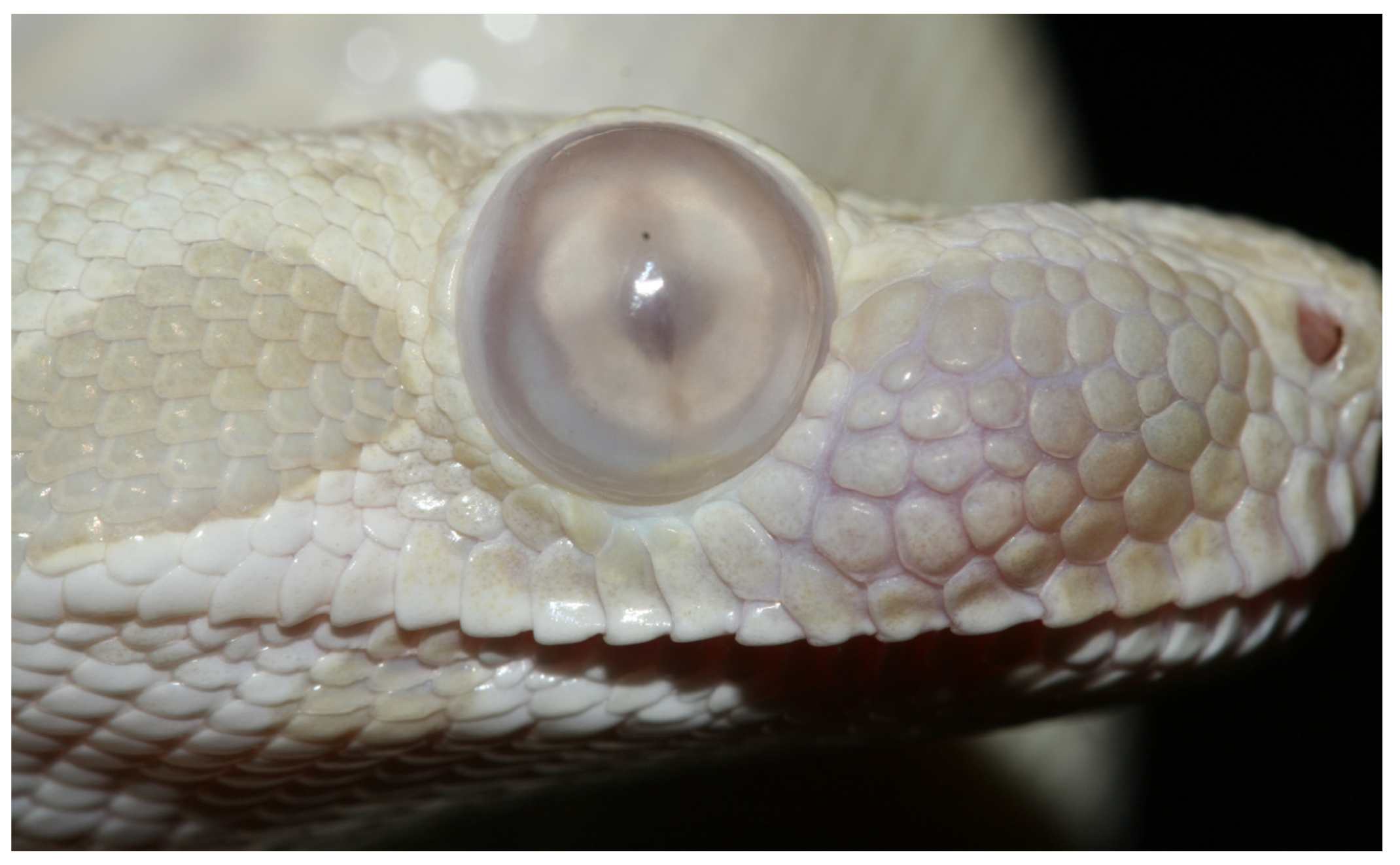 Animals 13 01108 g023