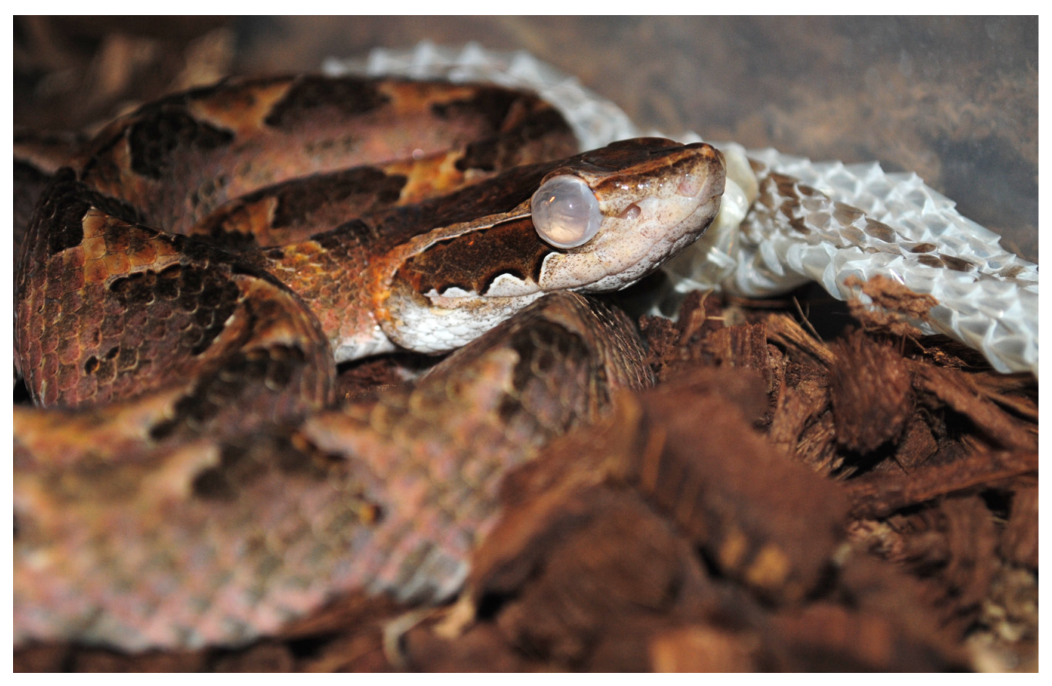 Animals 13 01108 g024