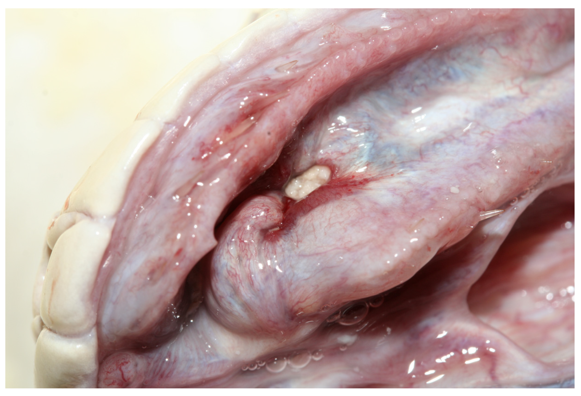 Animals 13 01108 g025