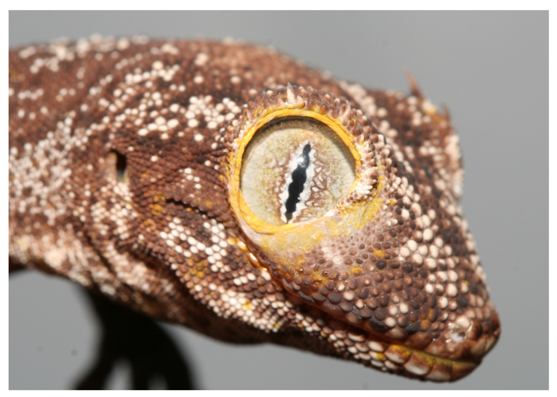 Animals 13 01108 g026