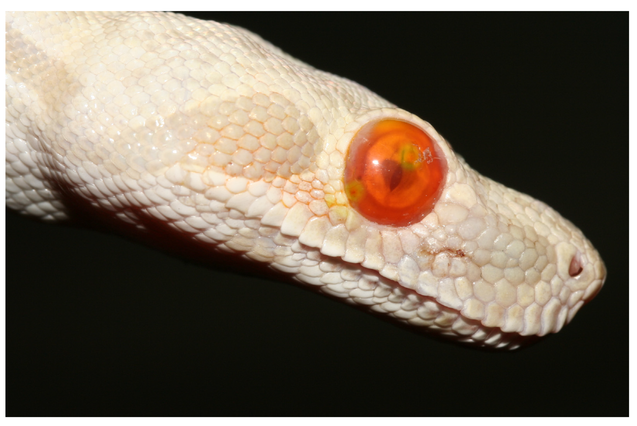 Animals 13 01108 g028