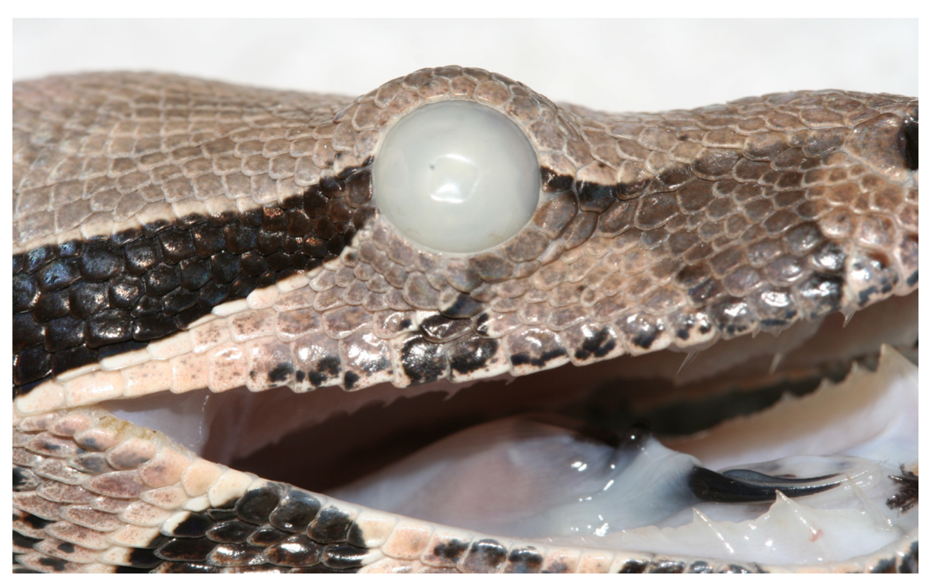 Animals 13 01108 g029