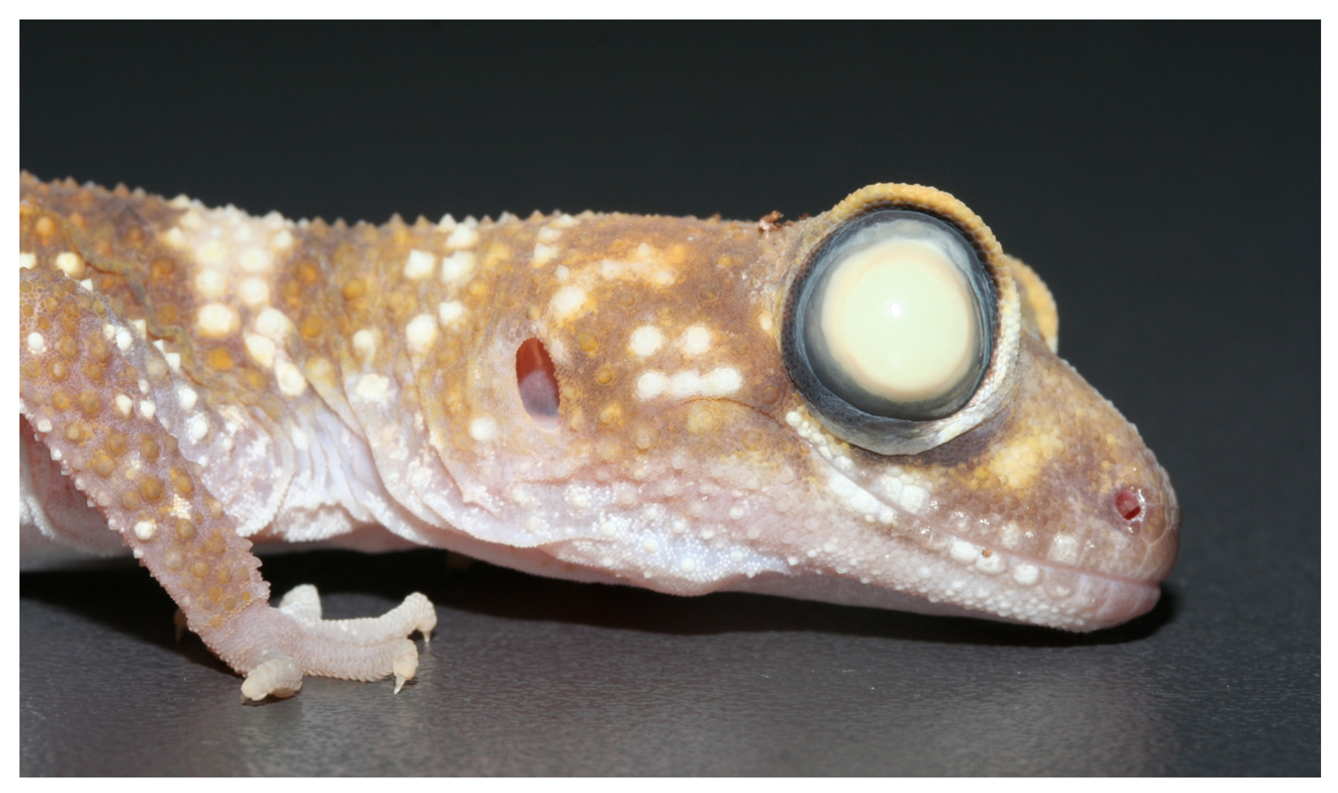 Animals 13 01108 g031