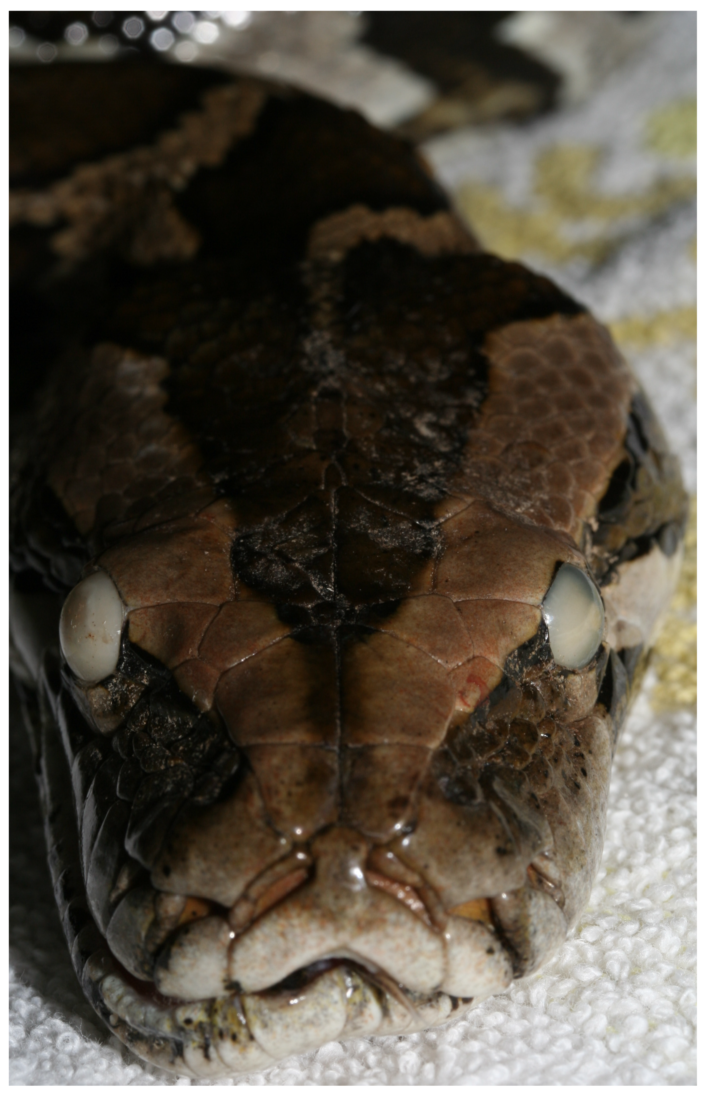 Animals 13 01108 g032