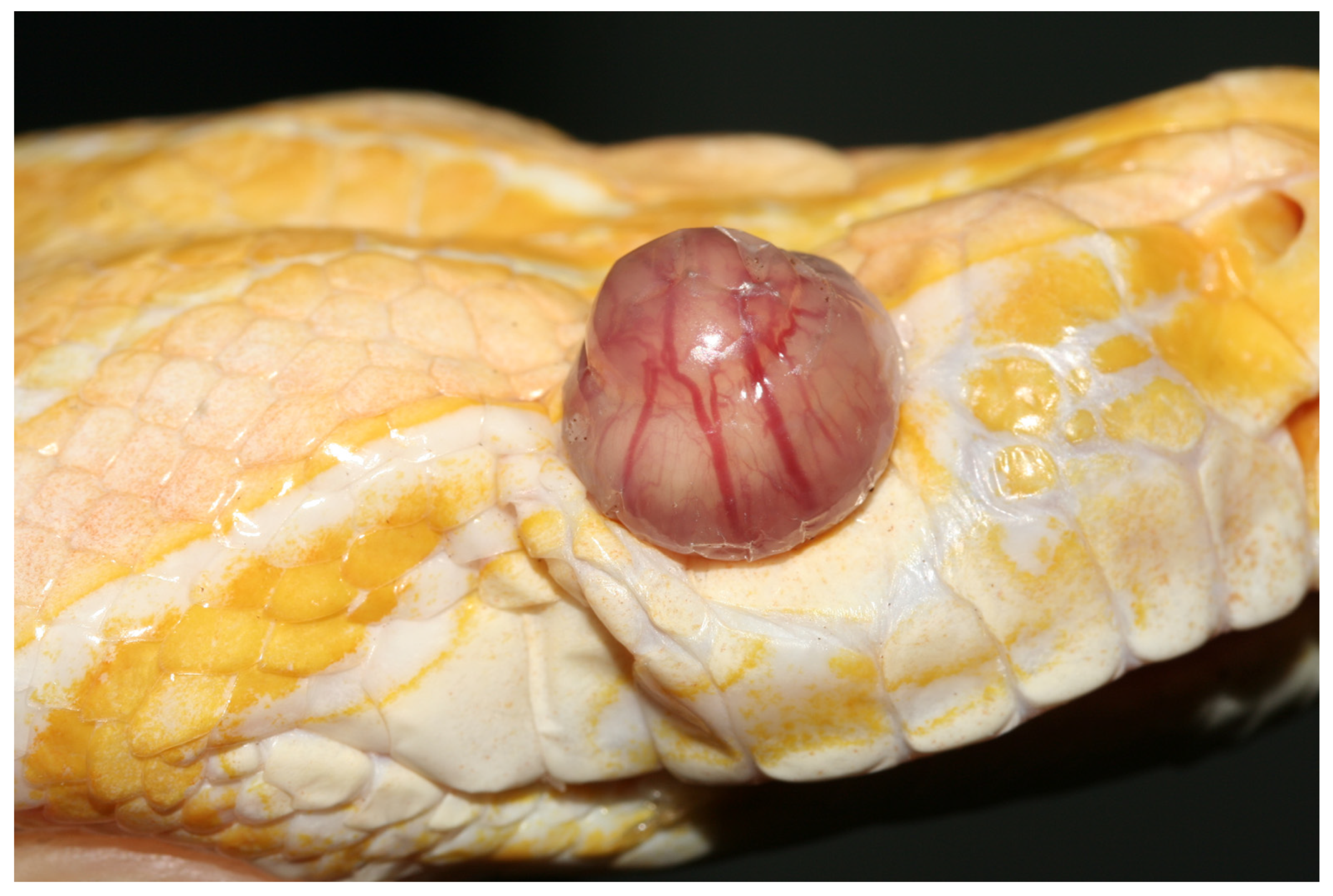 Animals 13 01108 g033