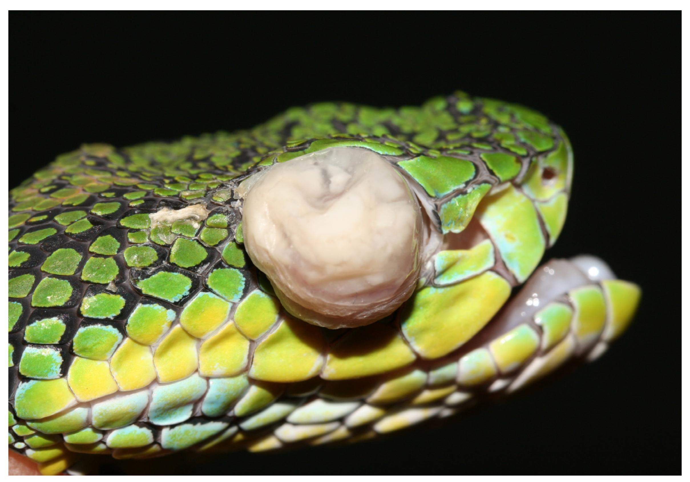 Animals 13 01108 g034