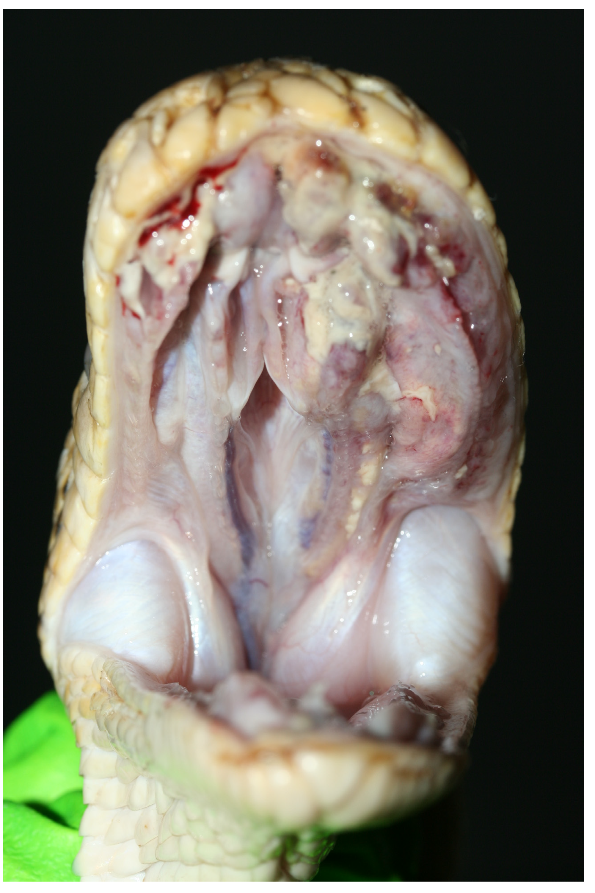 Animals 13 01108 g035