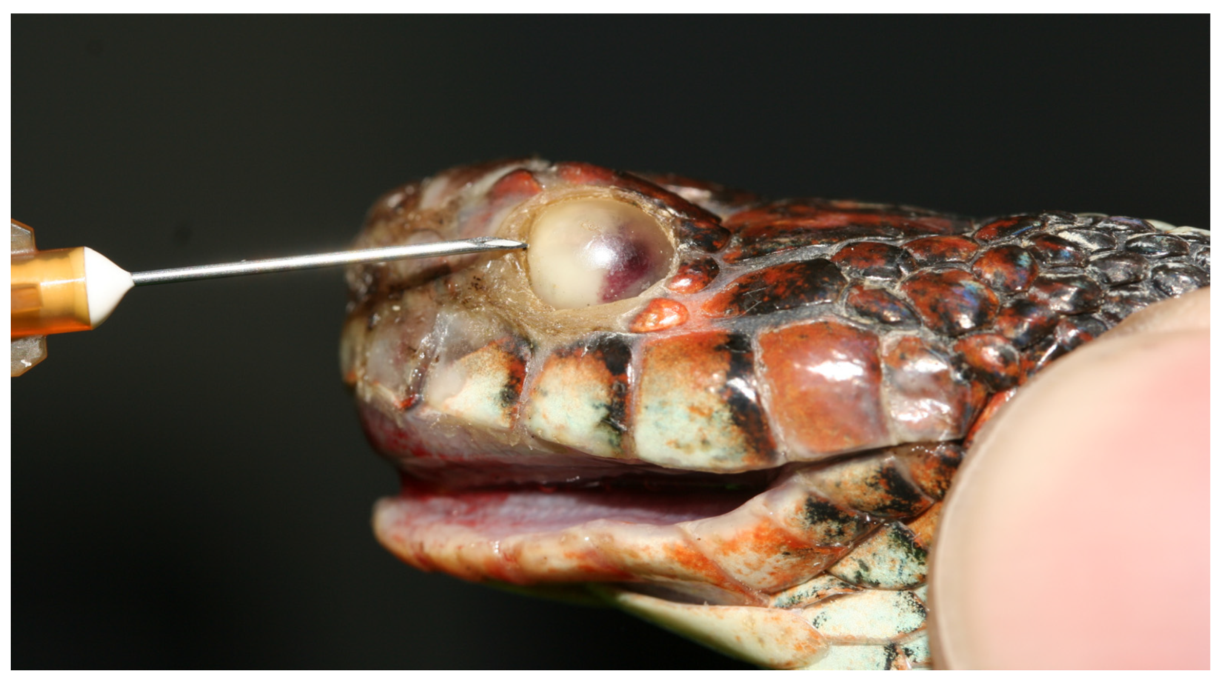 Animals 13 01108 g036