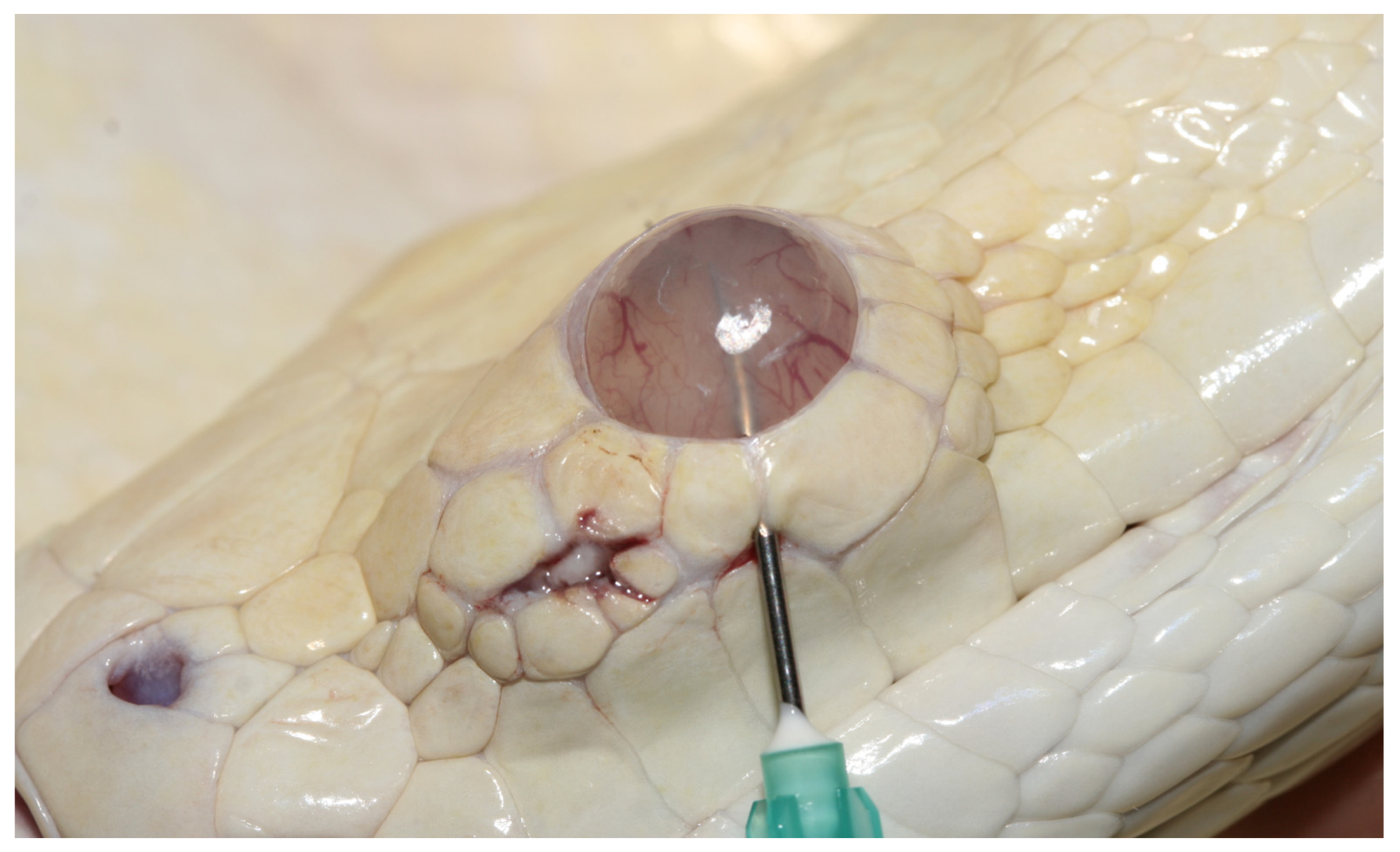 Animals 13 01108 g037