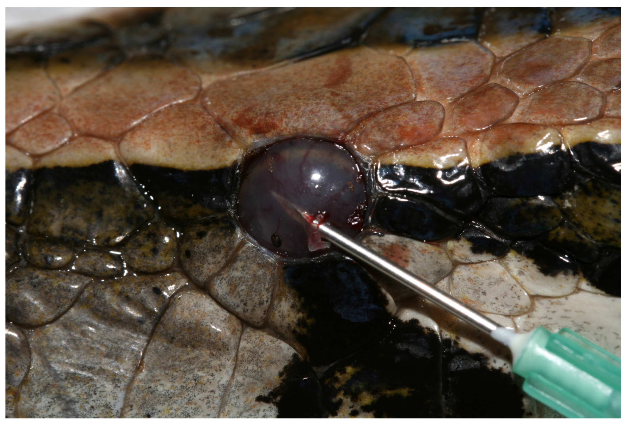 Animals 13 01108 g038