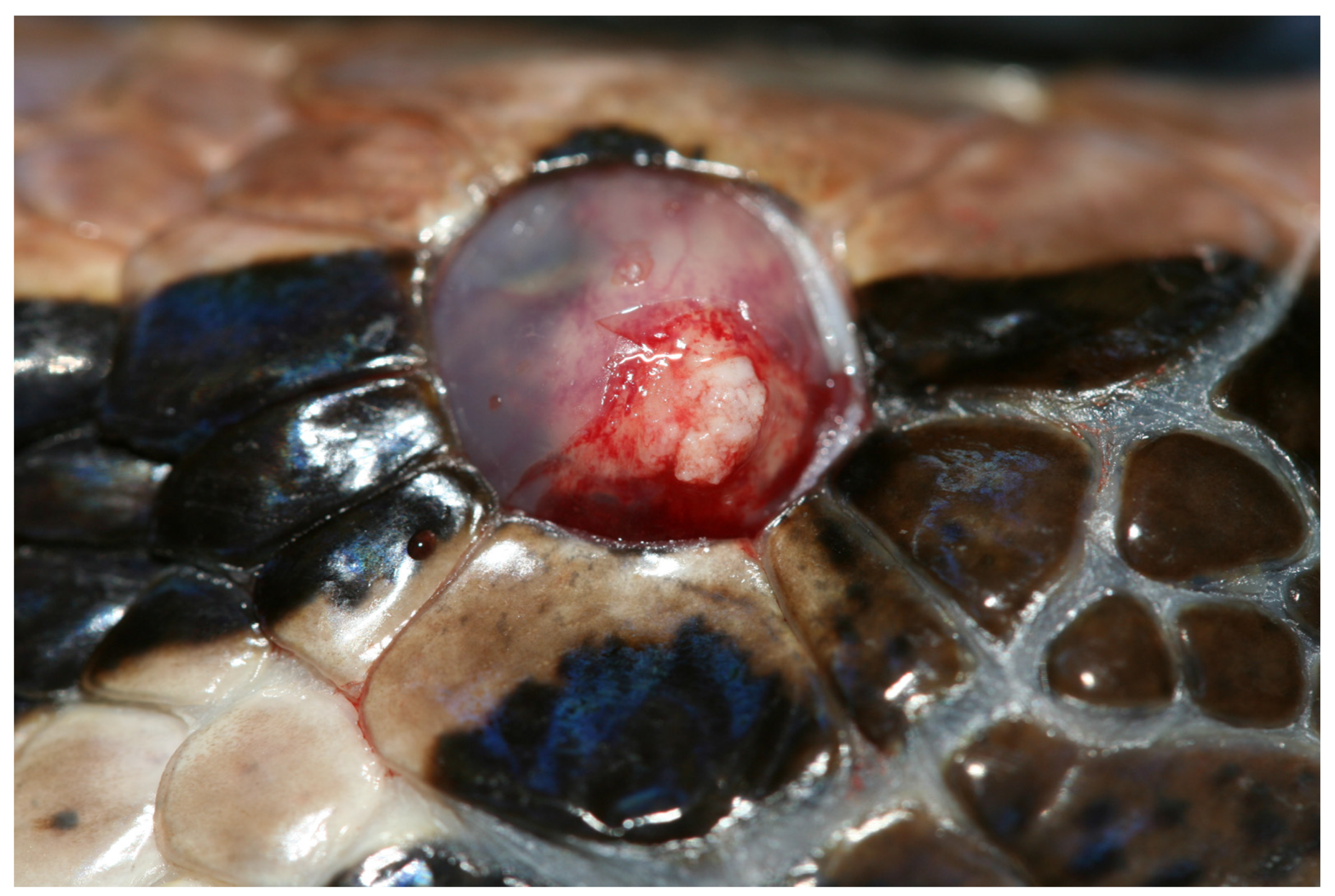 Animals 13 01108 g039