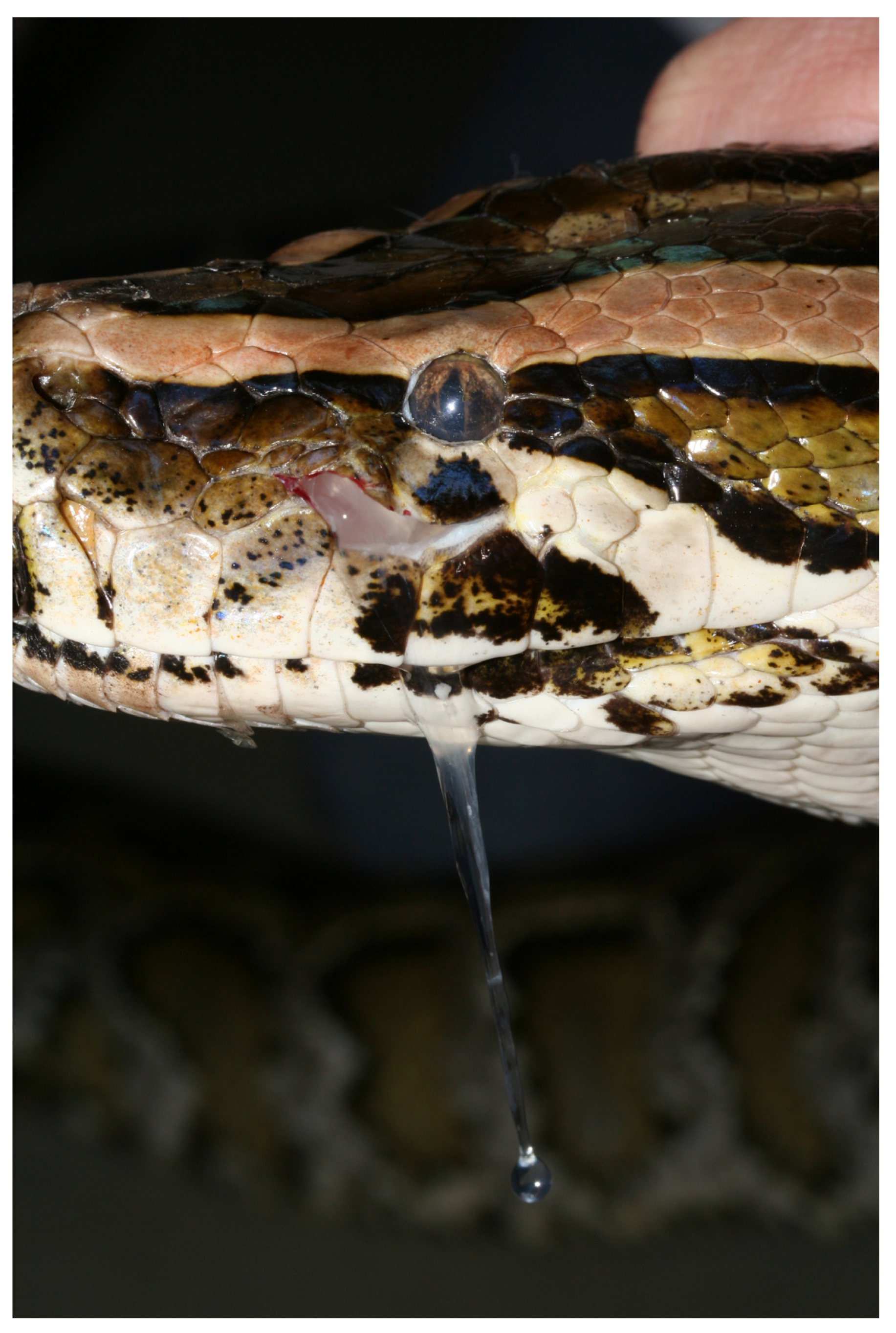 Animals 13 01108 g040