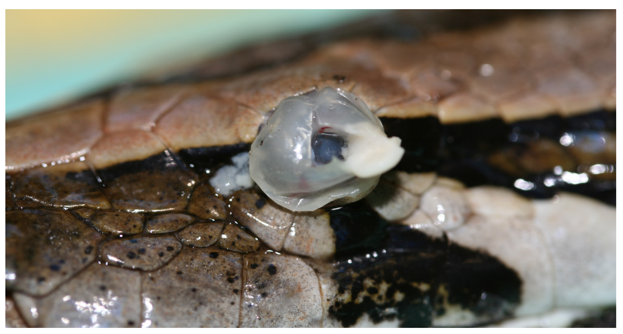 Animals 13 01108 g041