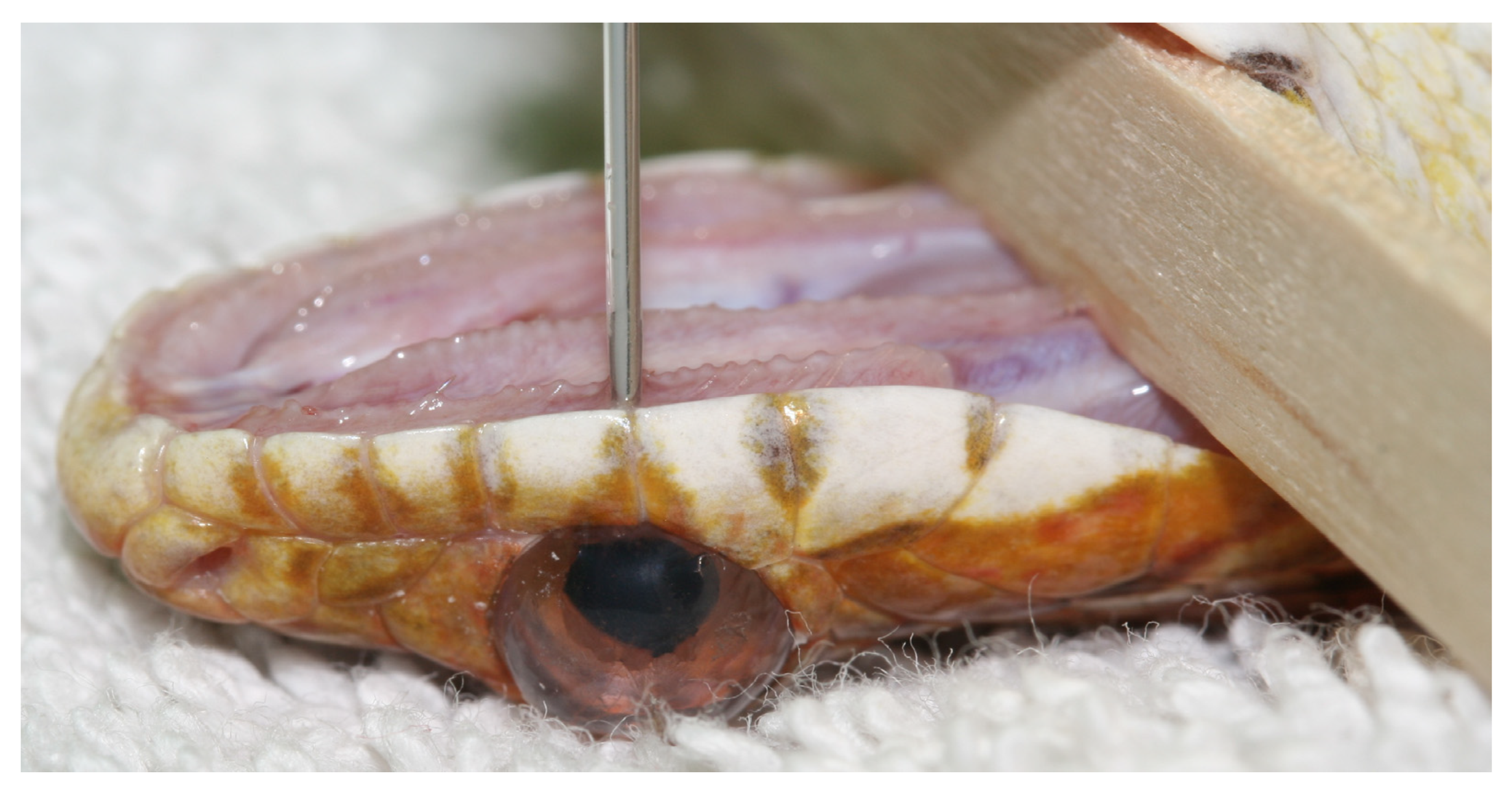 Animals 13 01108 g042