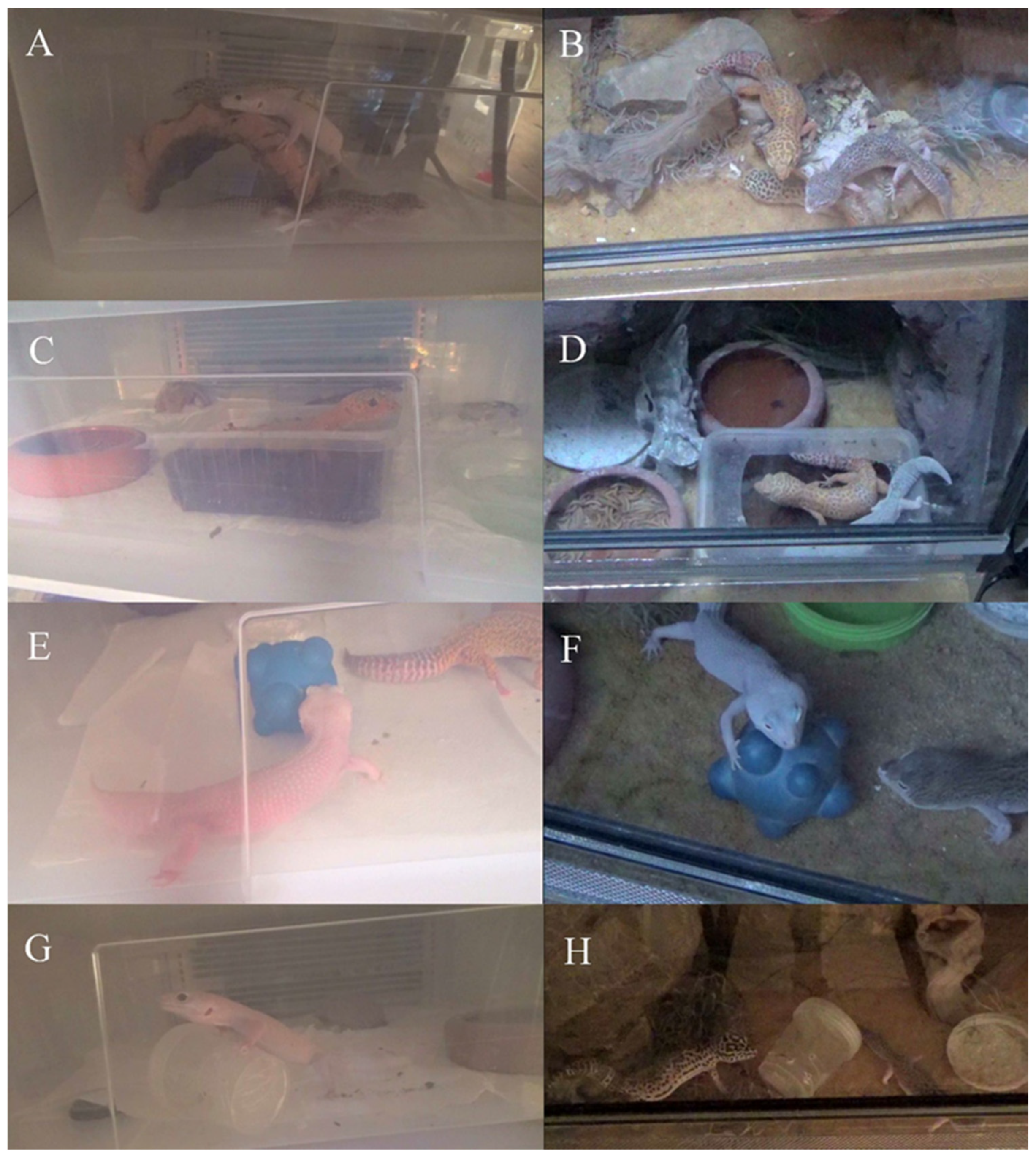 Animals 13 01111 g002