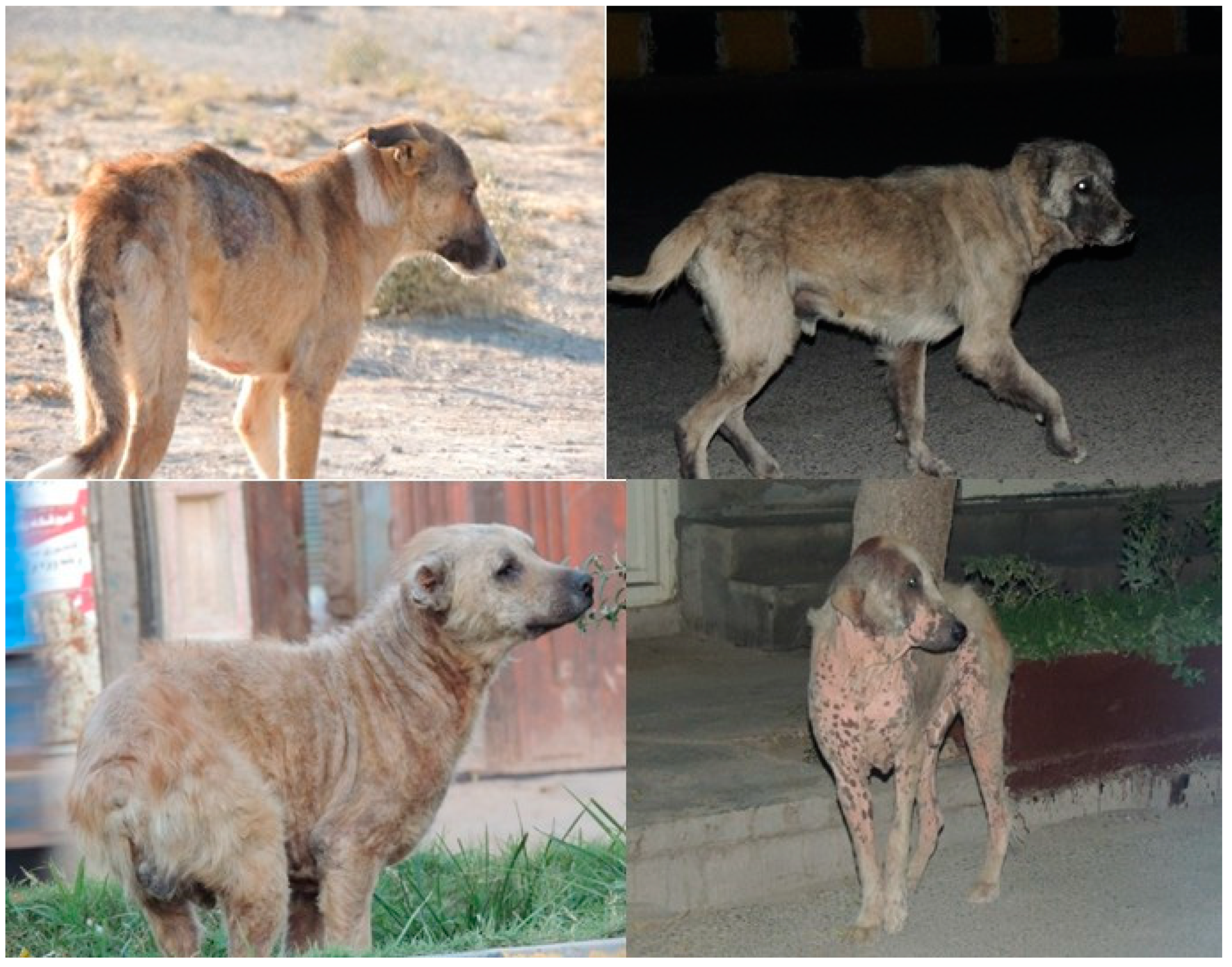 Animals 13 01126 g005