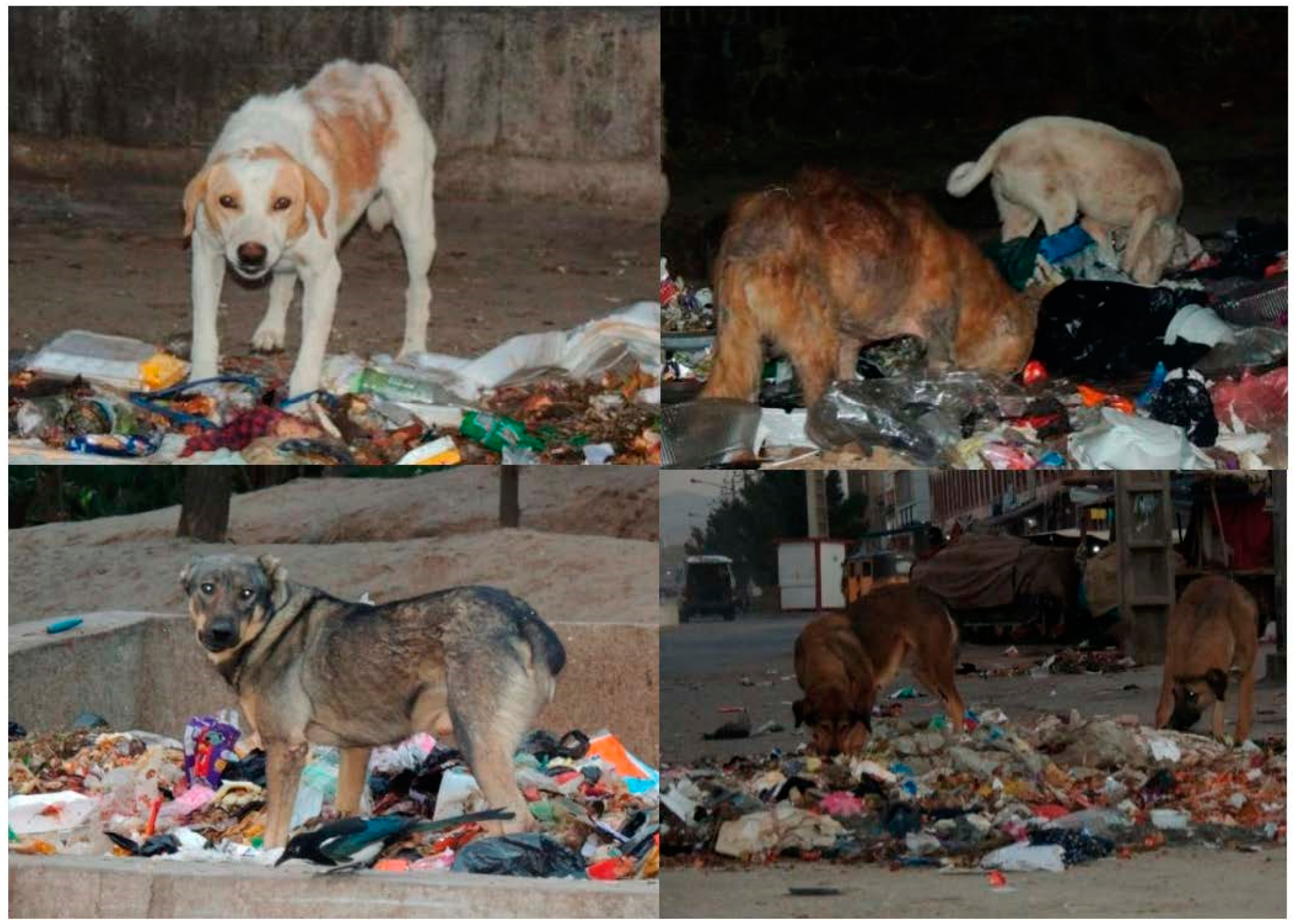 Animals 13 01126 g007