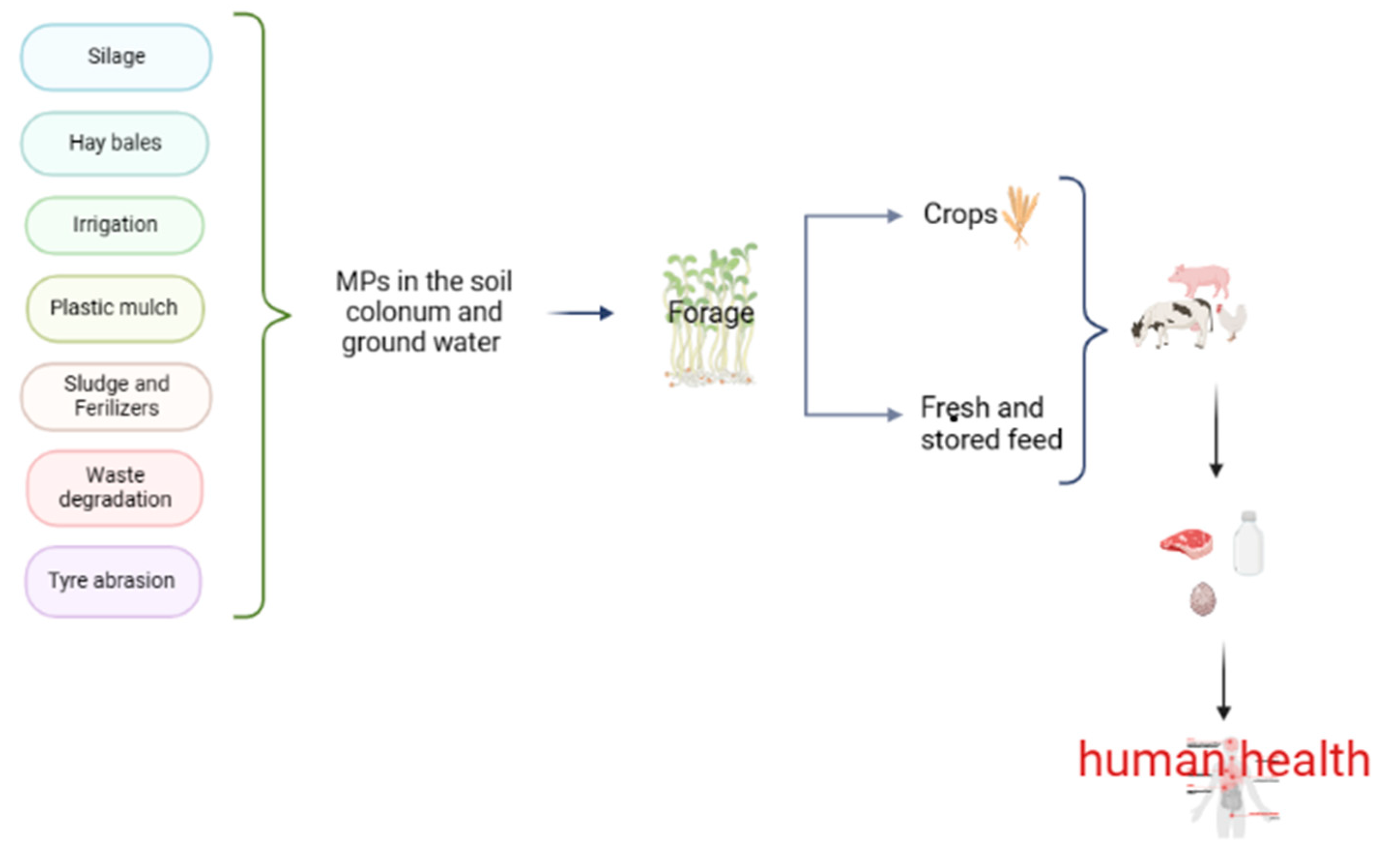 Animals 13 01132 g001