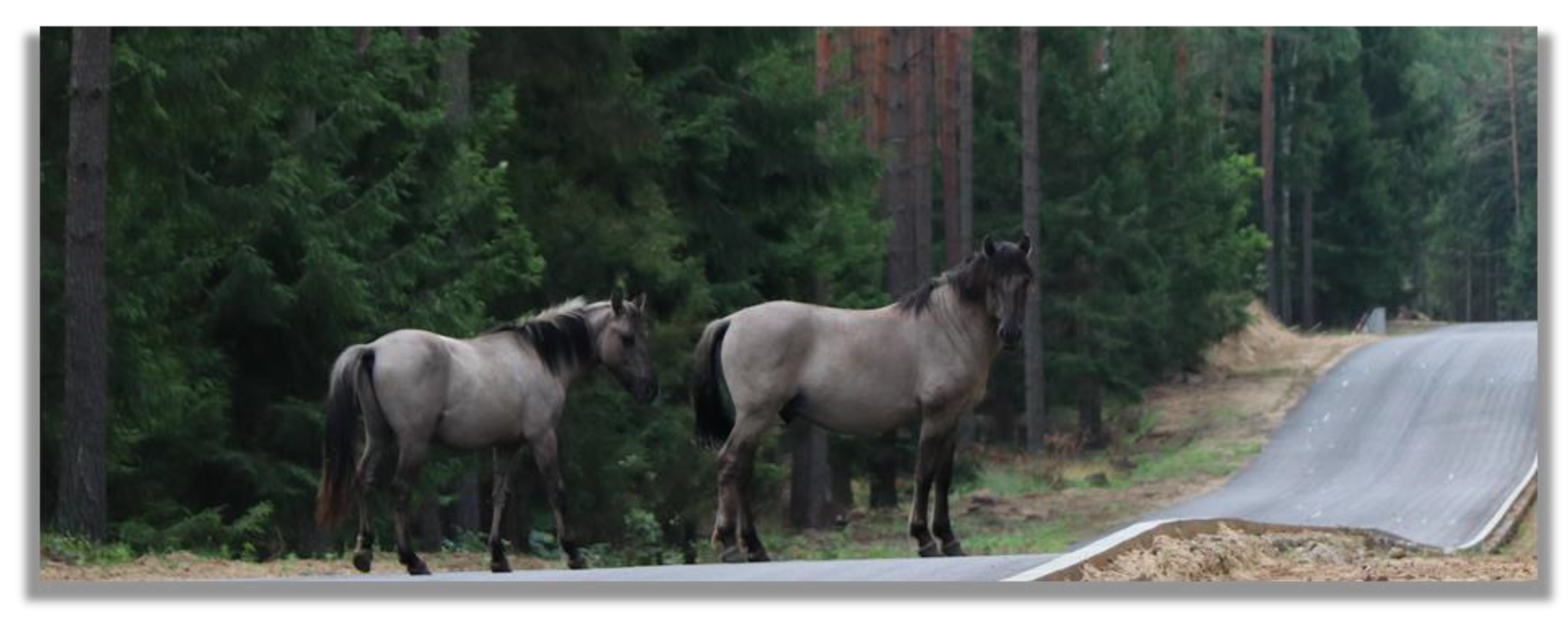 Animals 13 01151 g001