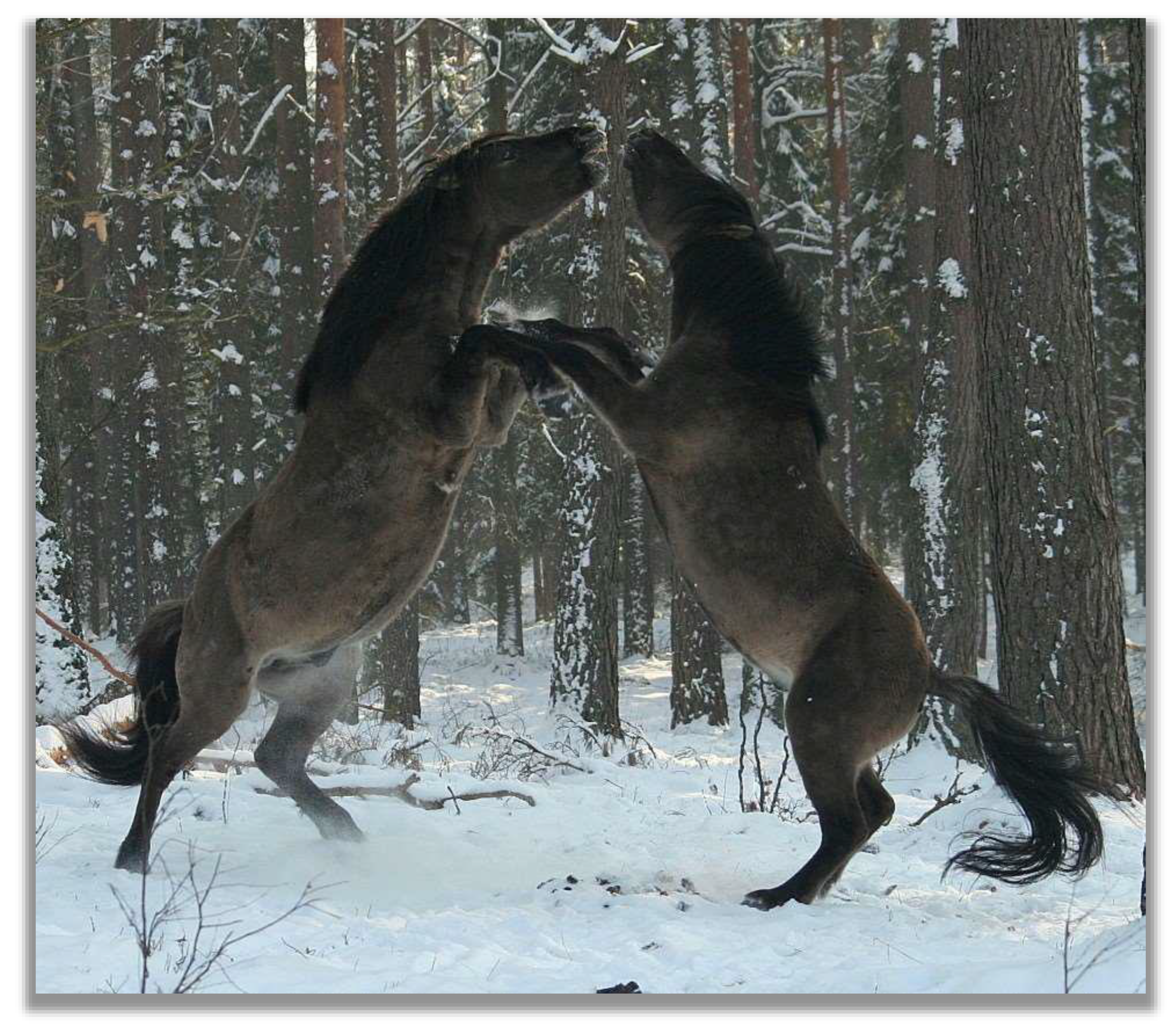 Animals 13 01151 g002