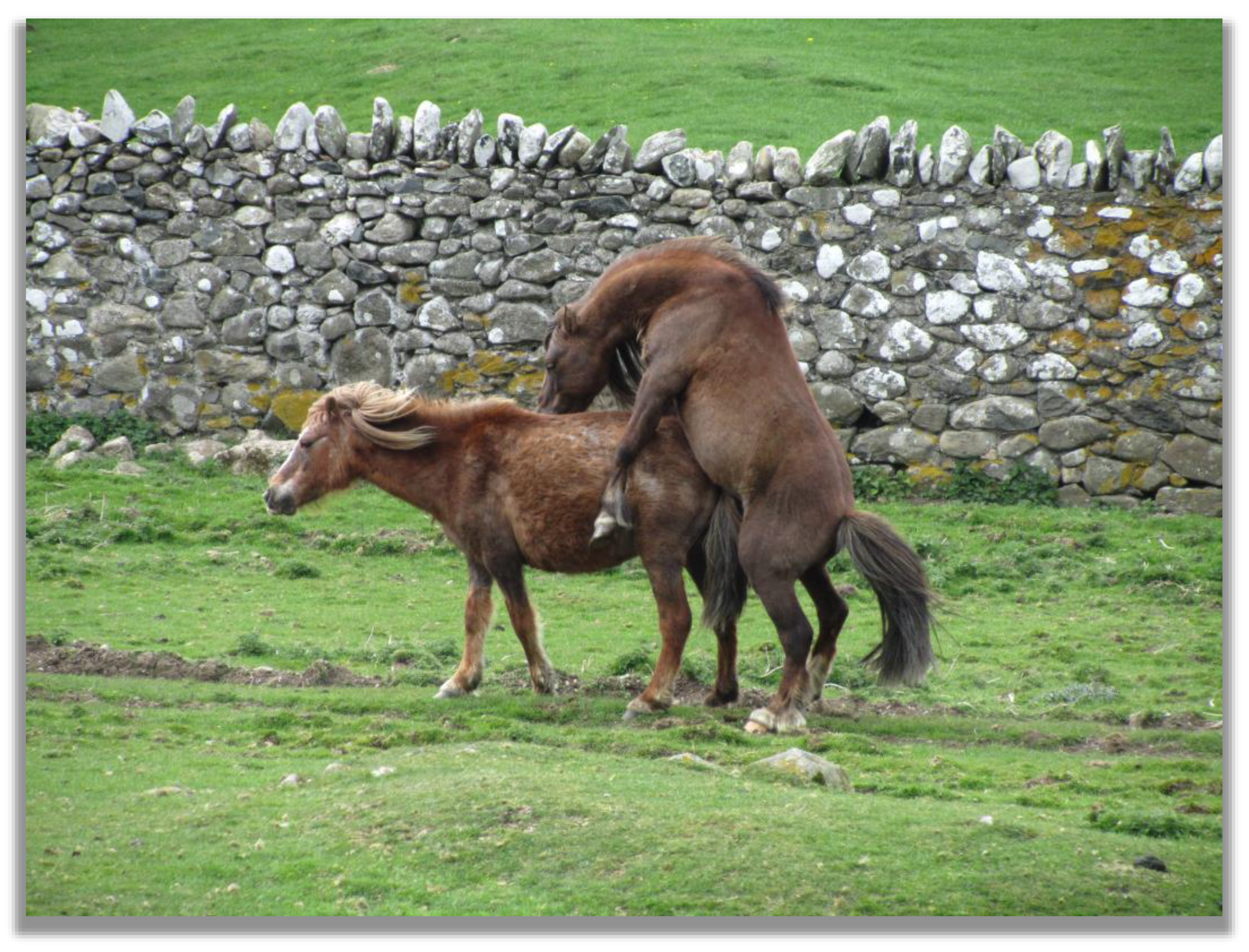 Animals 13 01151 g003