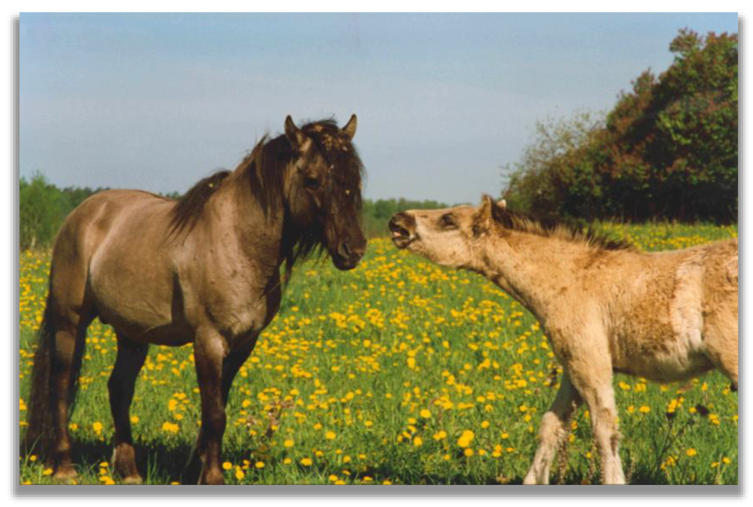 Animals 13 01151 g005