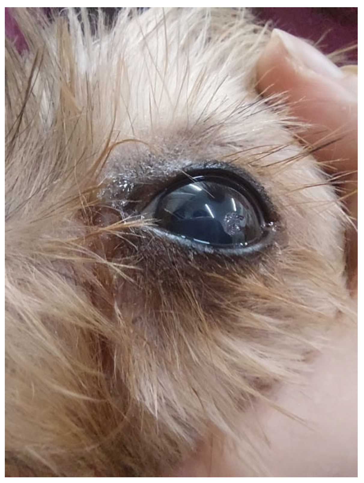 Animals 13 01164 g002