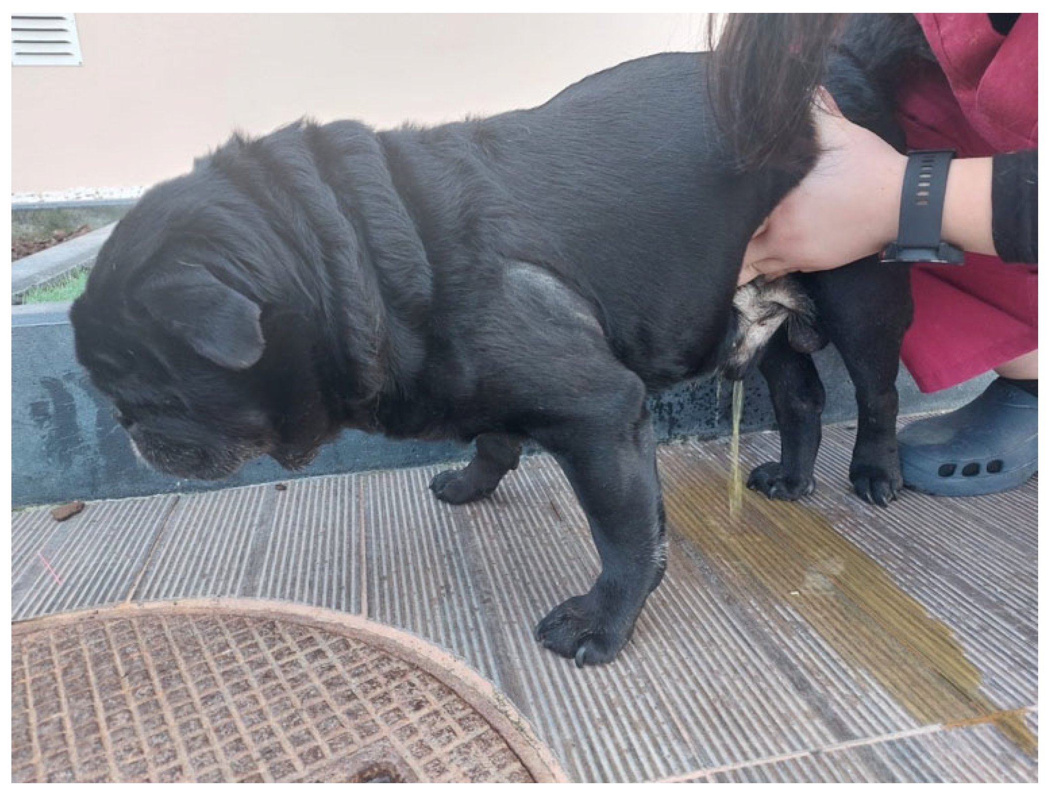 Animals 13 01164 g003