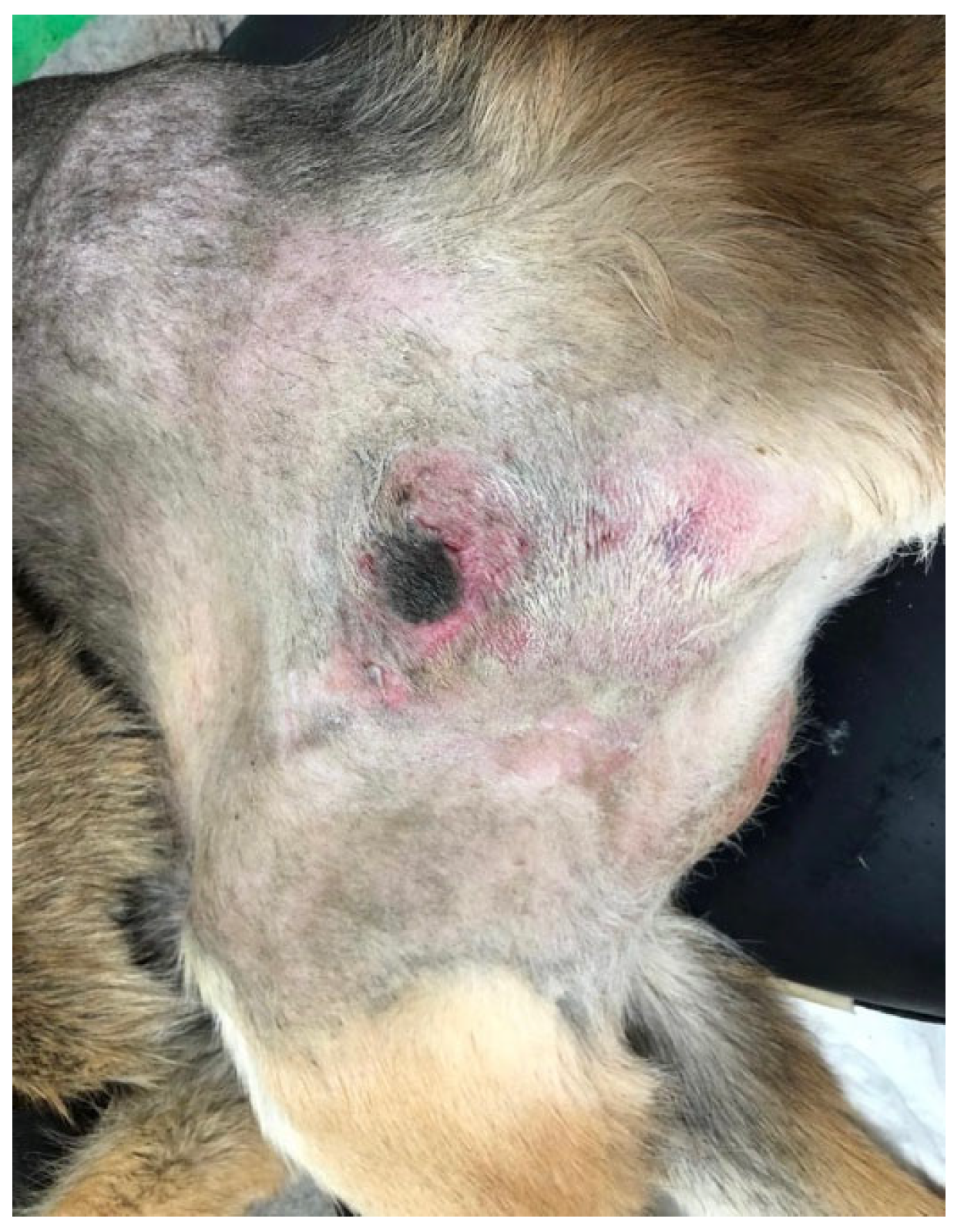 Animals 13 01164 g004