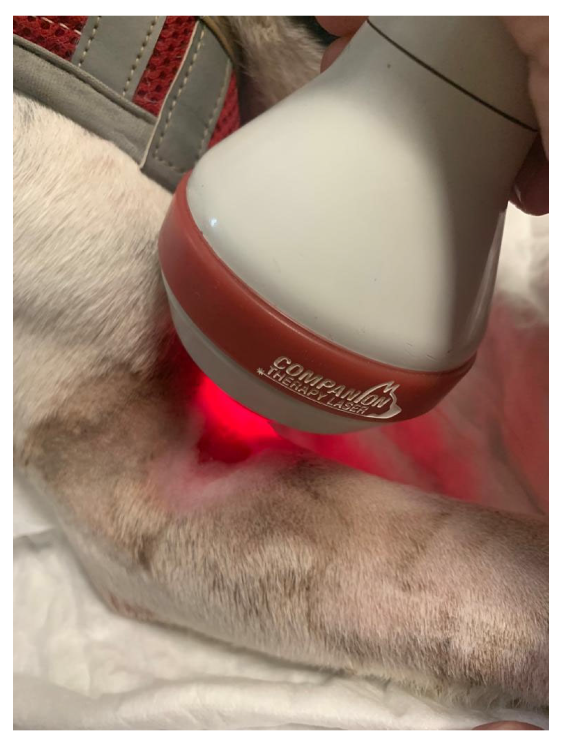 Animals 13 01164 g005