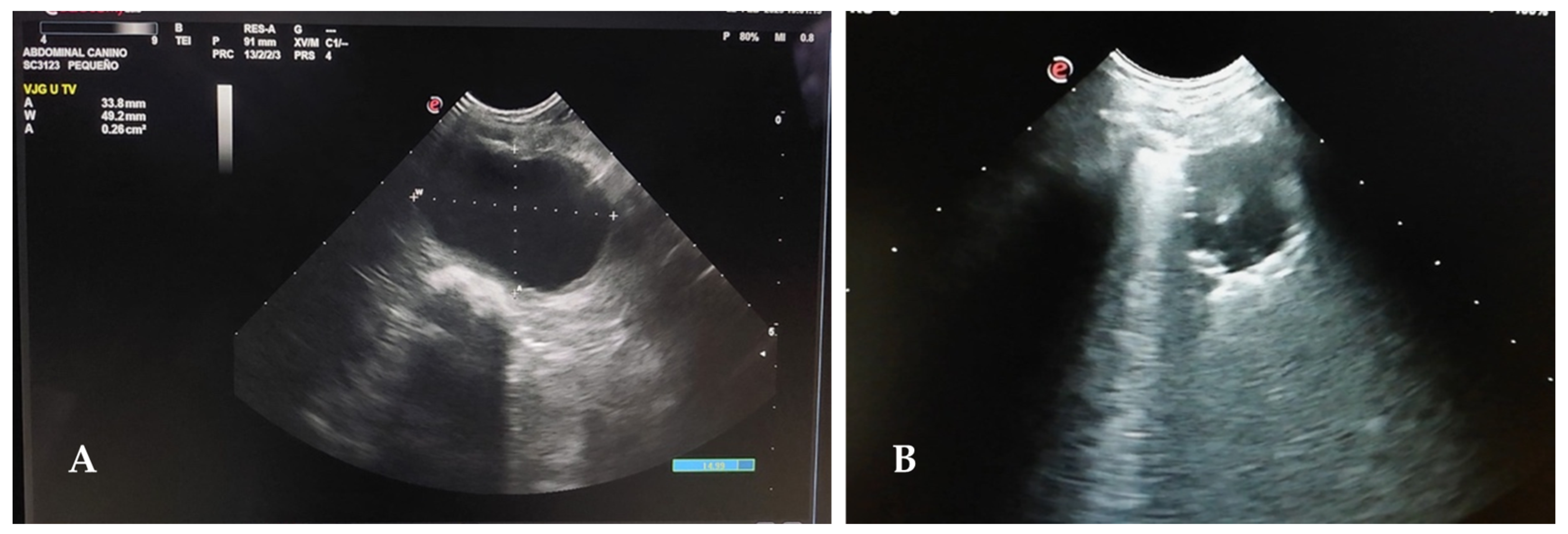 Animals 13 01164 g007