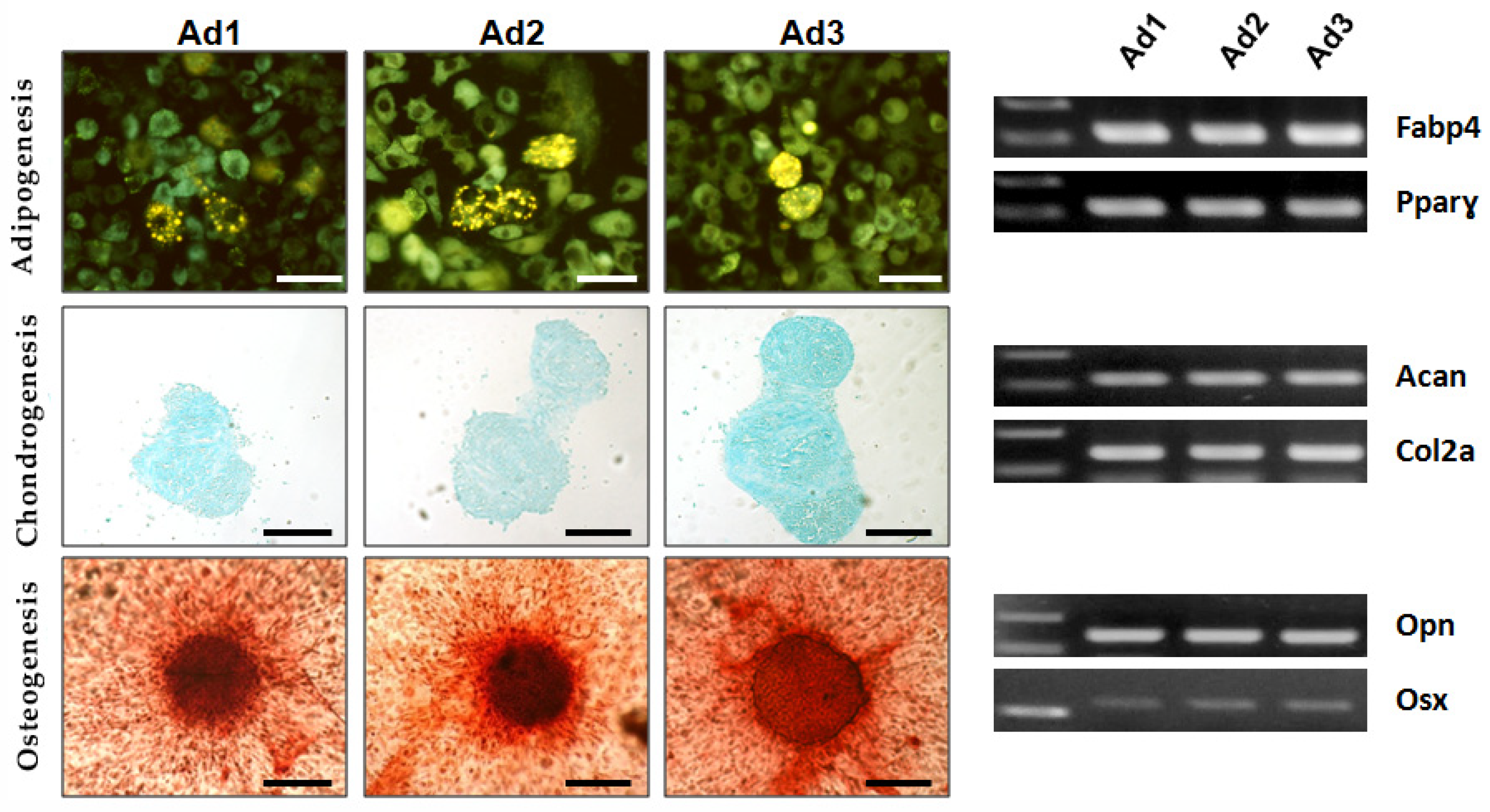 Animals 13 01175 g002