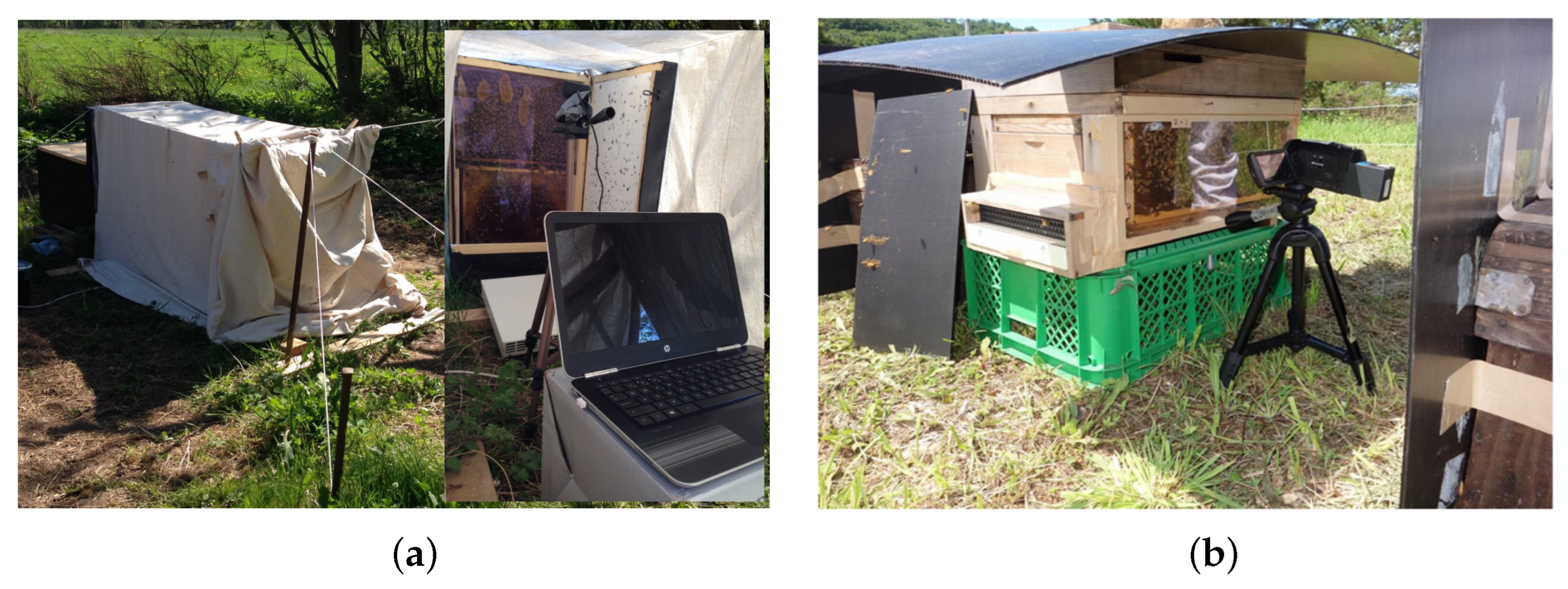 Animals 13 01182 g001 Animals 13 01182 g001