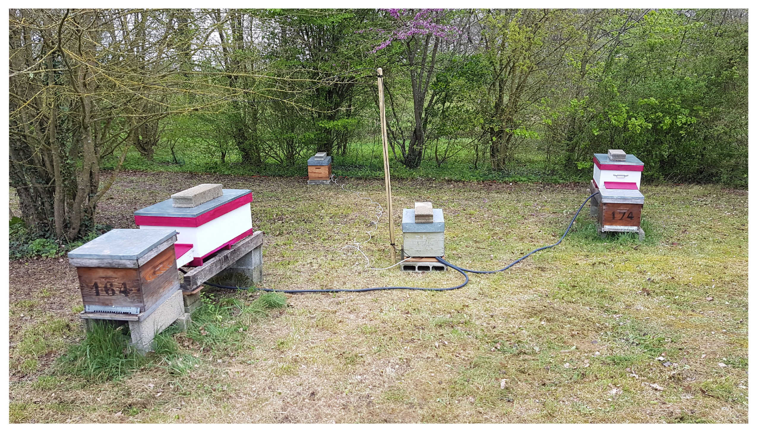 Animals 13 01182 g010 Animals 13 01182 g010